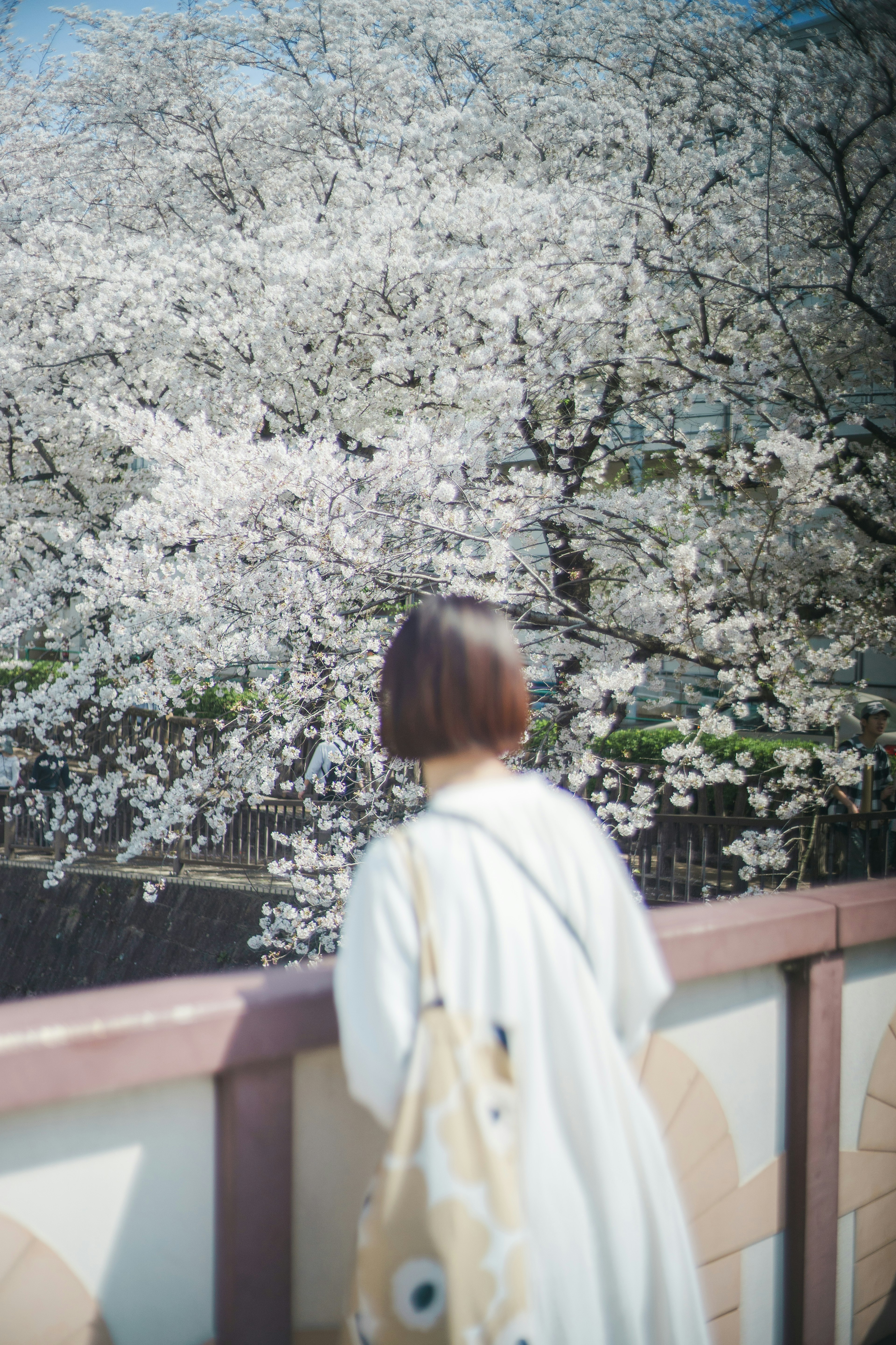 桜の木の前に立つ女性の後ろ姿