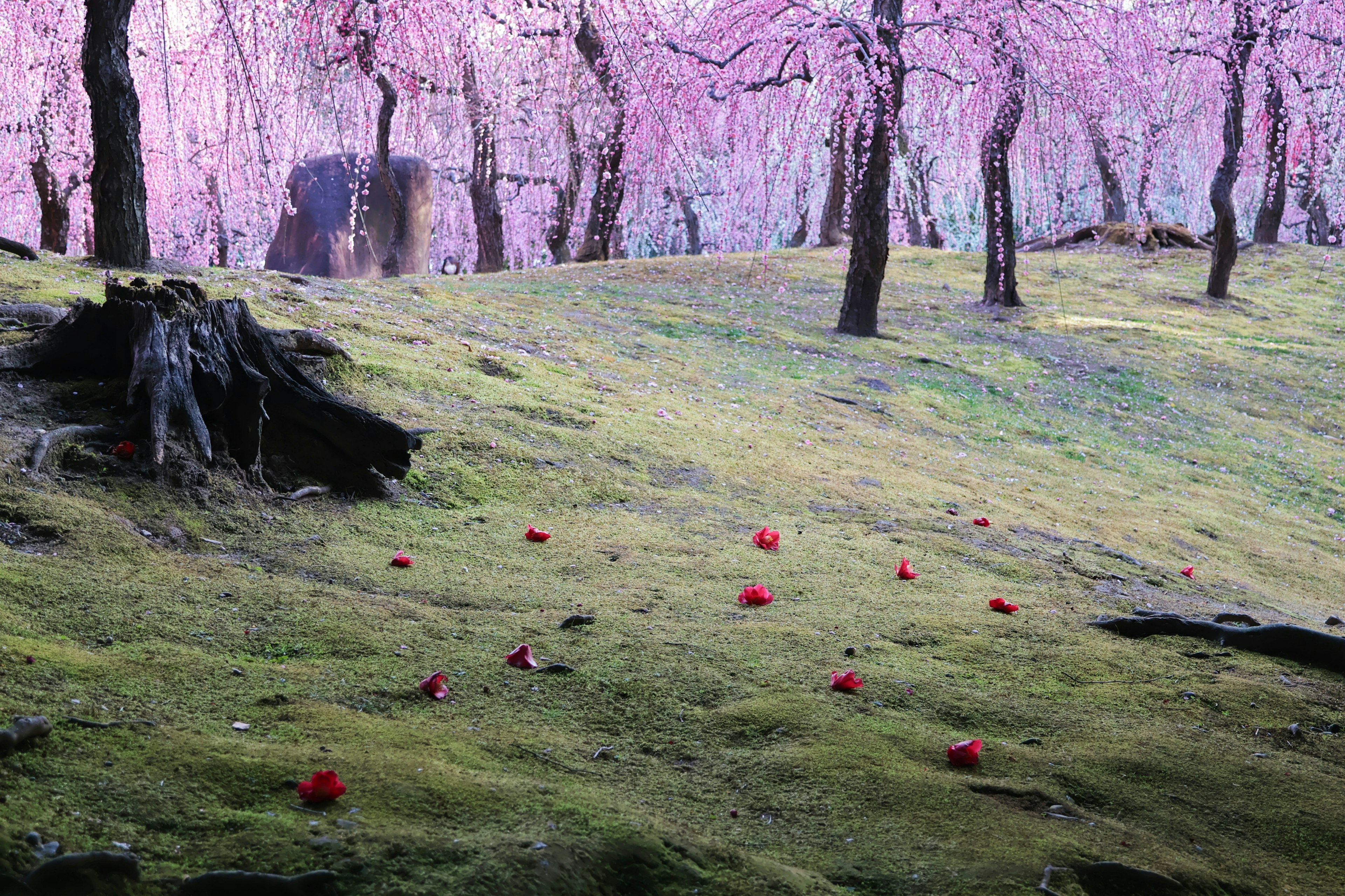 Pemandangan indah pohon sakura dengan kelopak merah yang tersebar di atas rumput hijau