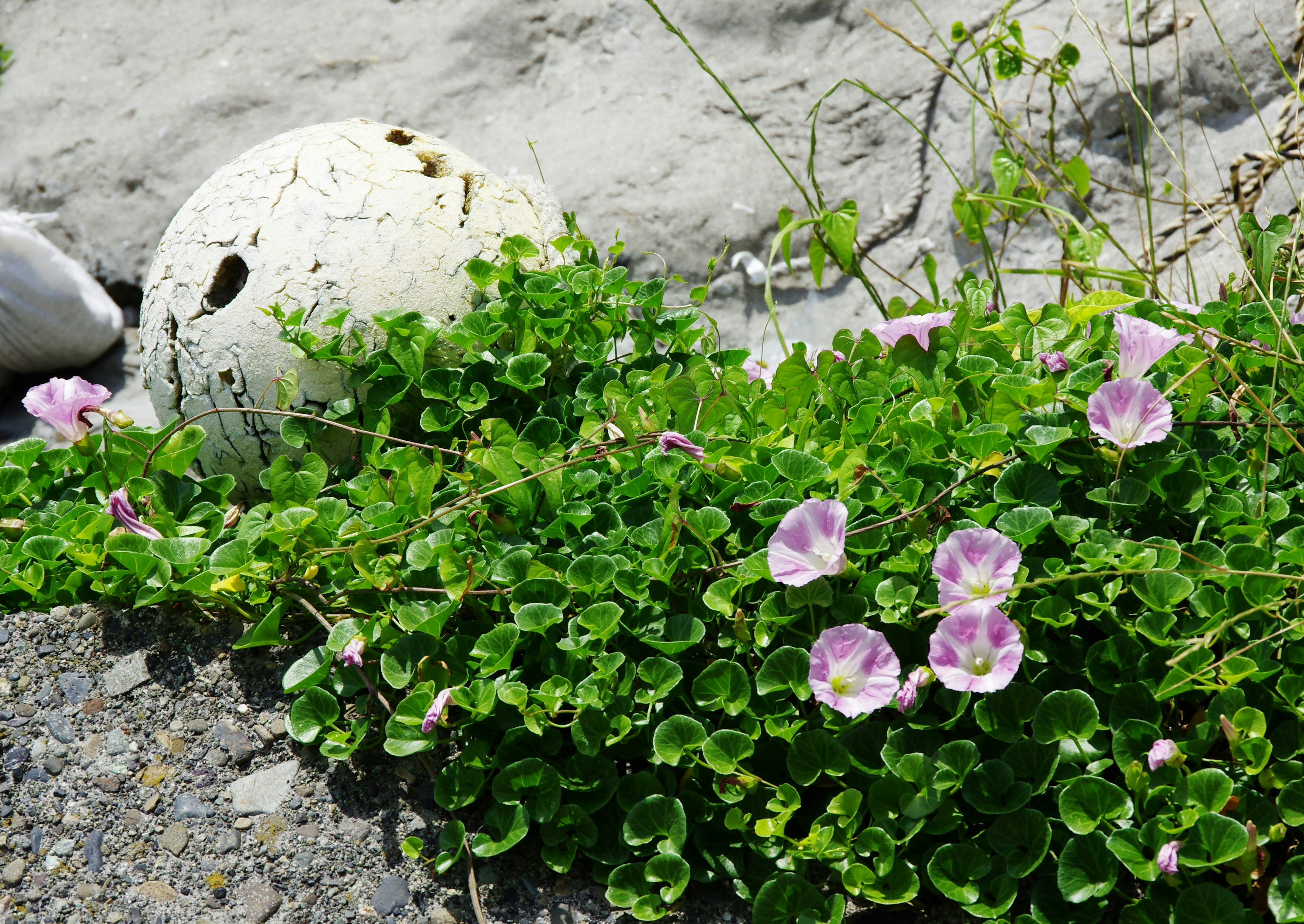 Una escena con flores moradas claras rodeadas de hojas verdes y una bola blanca