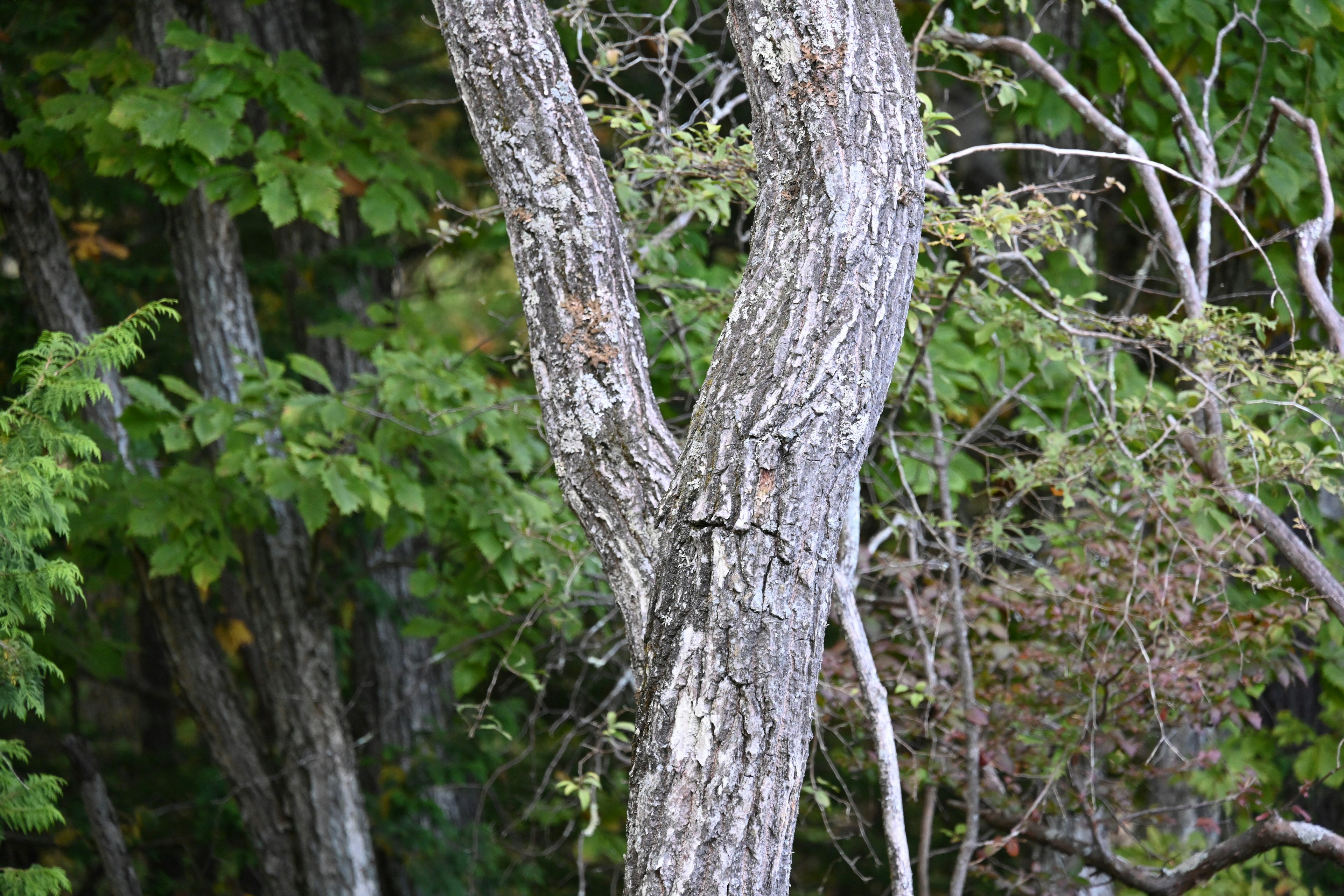 Tronc d'arbre fourché avec un arrière-plan verdoyant