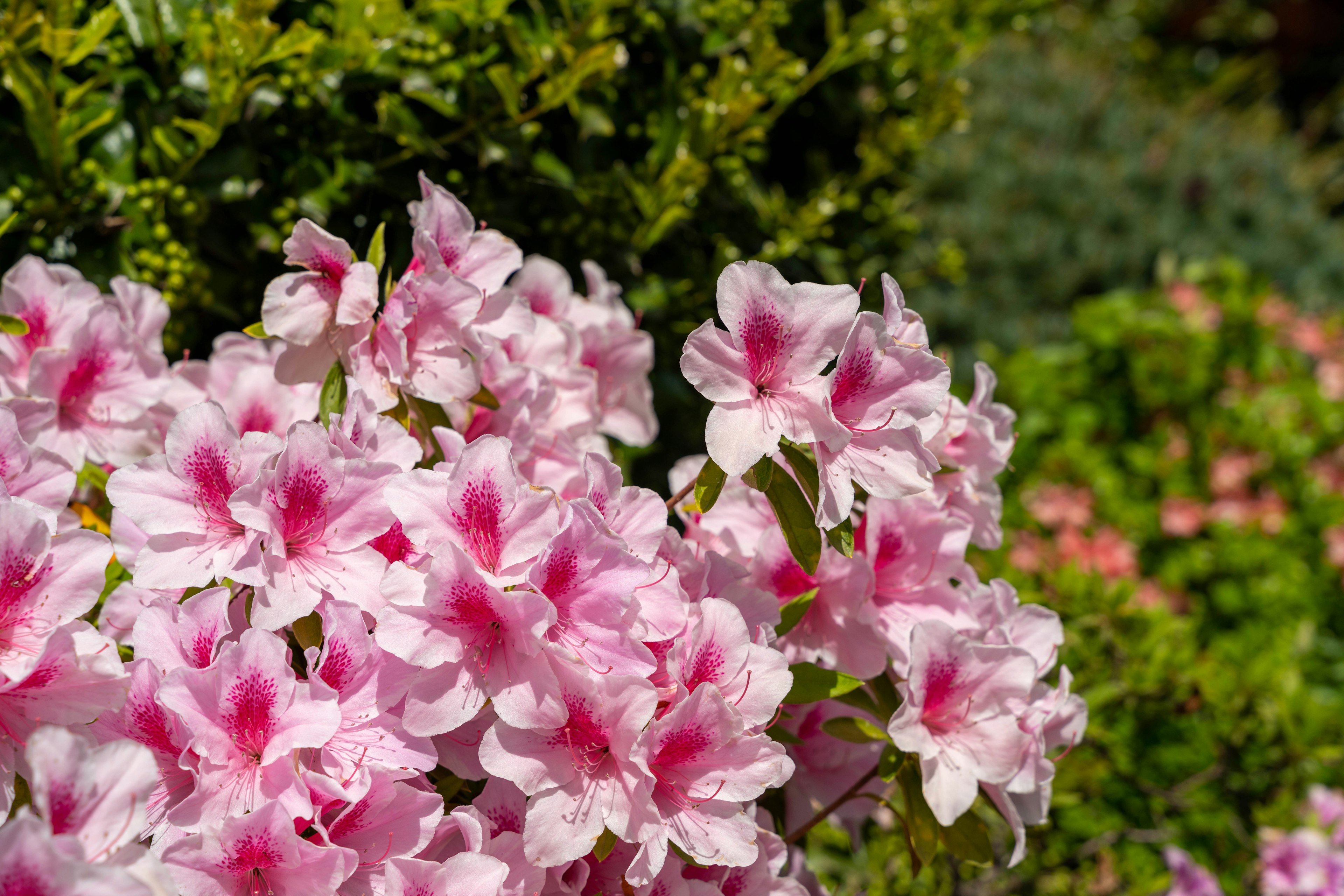 A beautiful garden featuring blooming pink azalea flowers with white accents