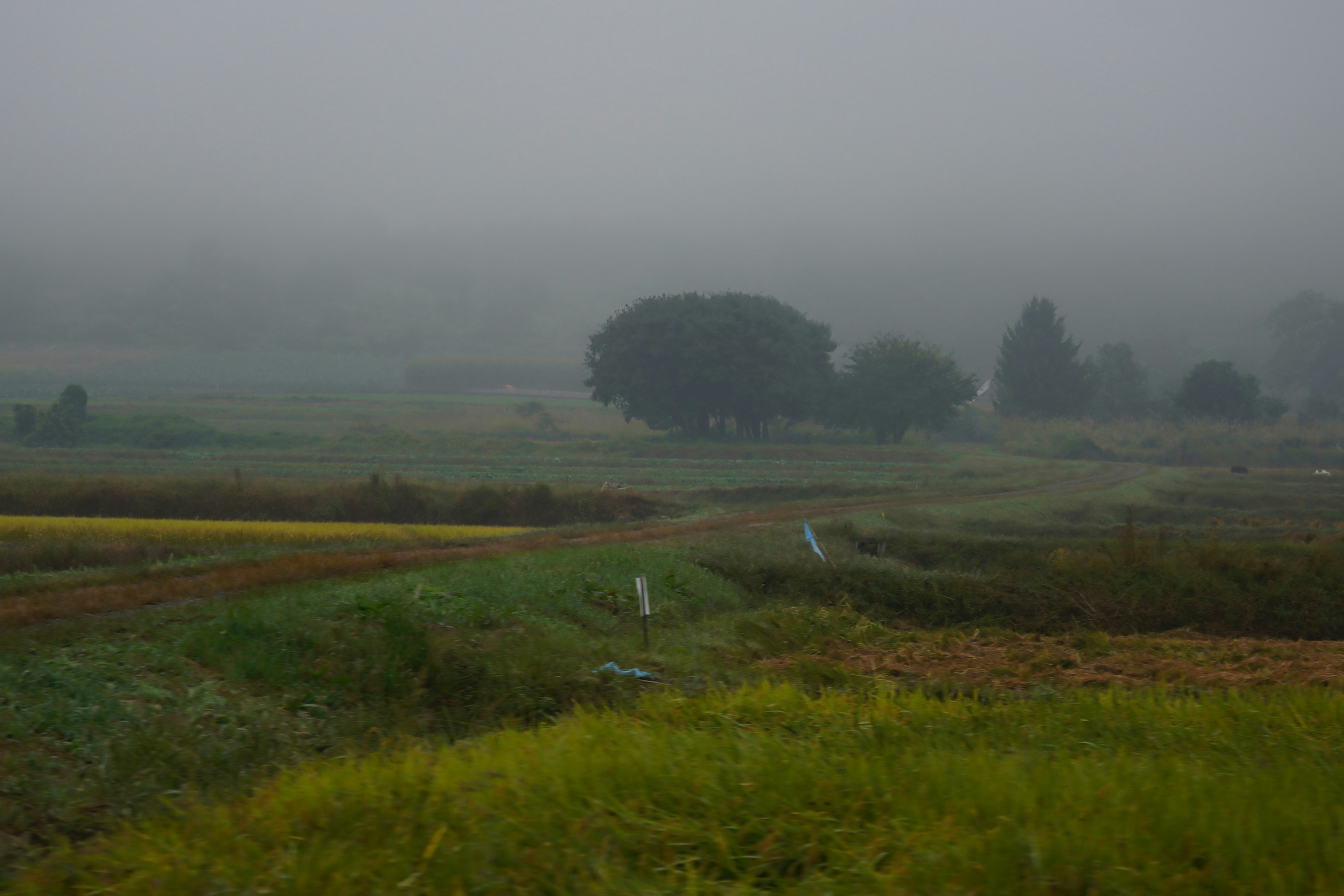 Misty rural landscape with green and yellow fields featuring a prominent tree