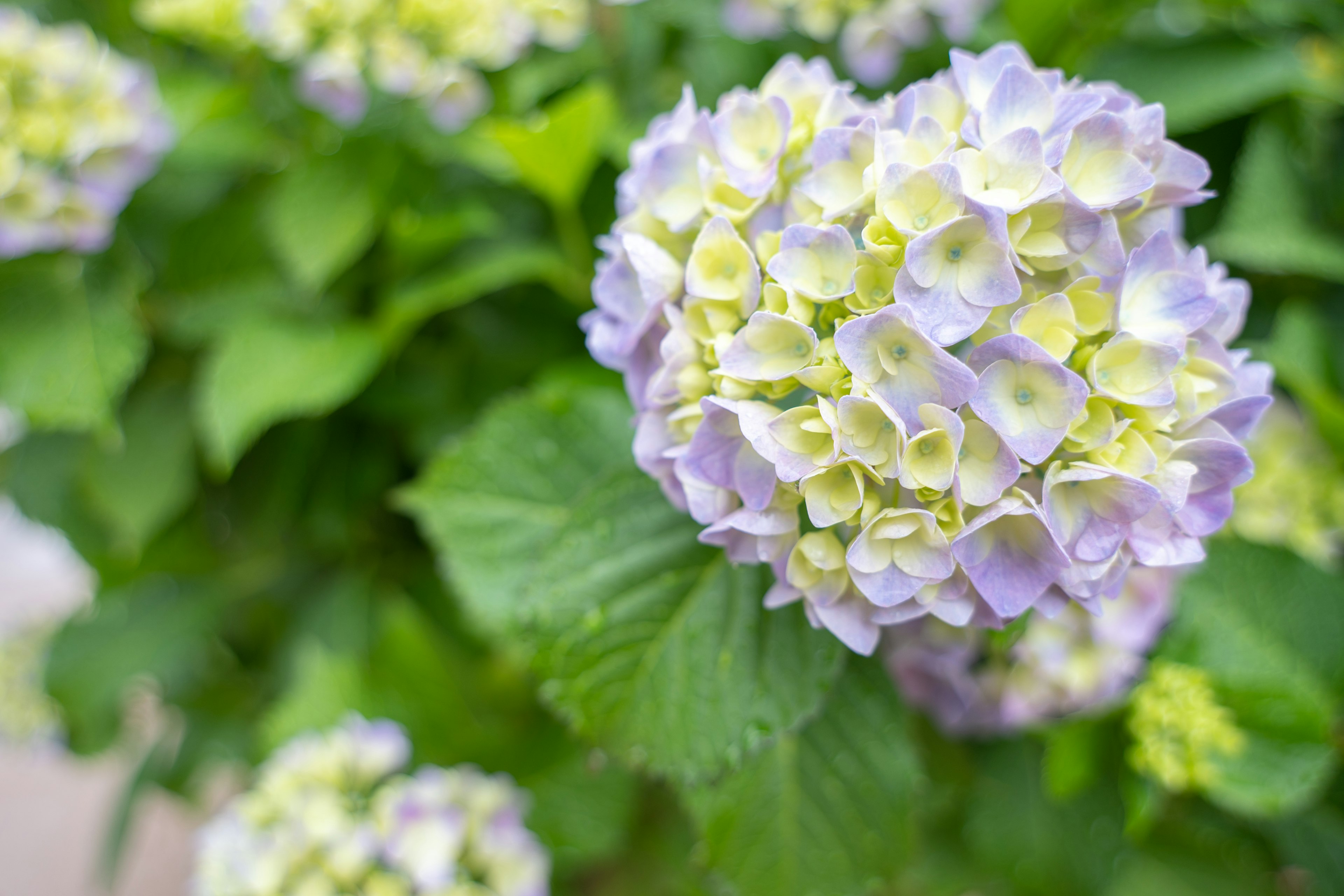 Hortensienpflanze mit großen Trauben aus blasslila und gelben Blumen