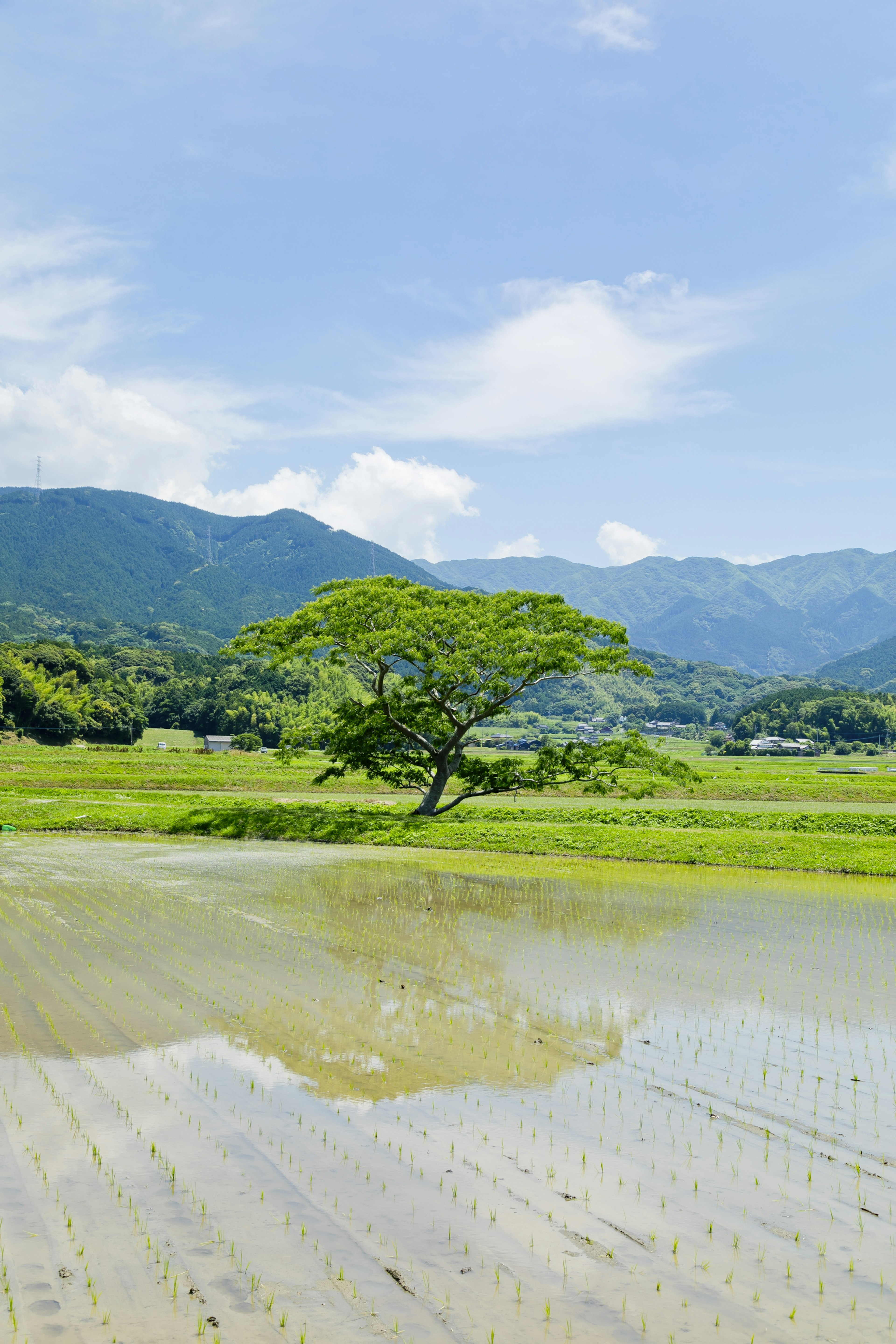 美しい田んぼの風景と青い空の下にある木