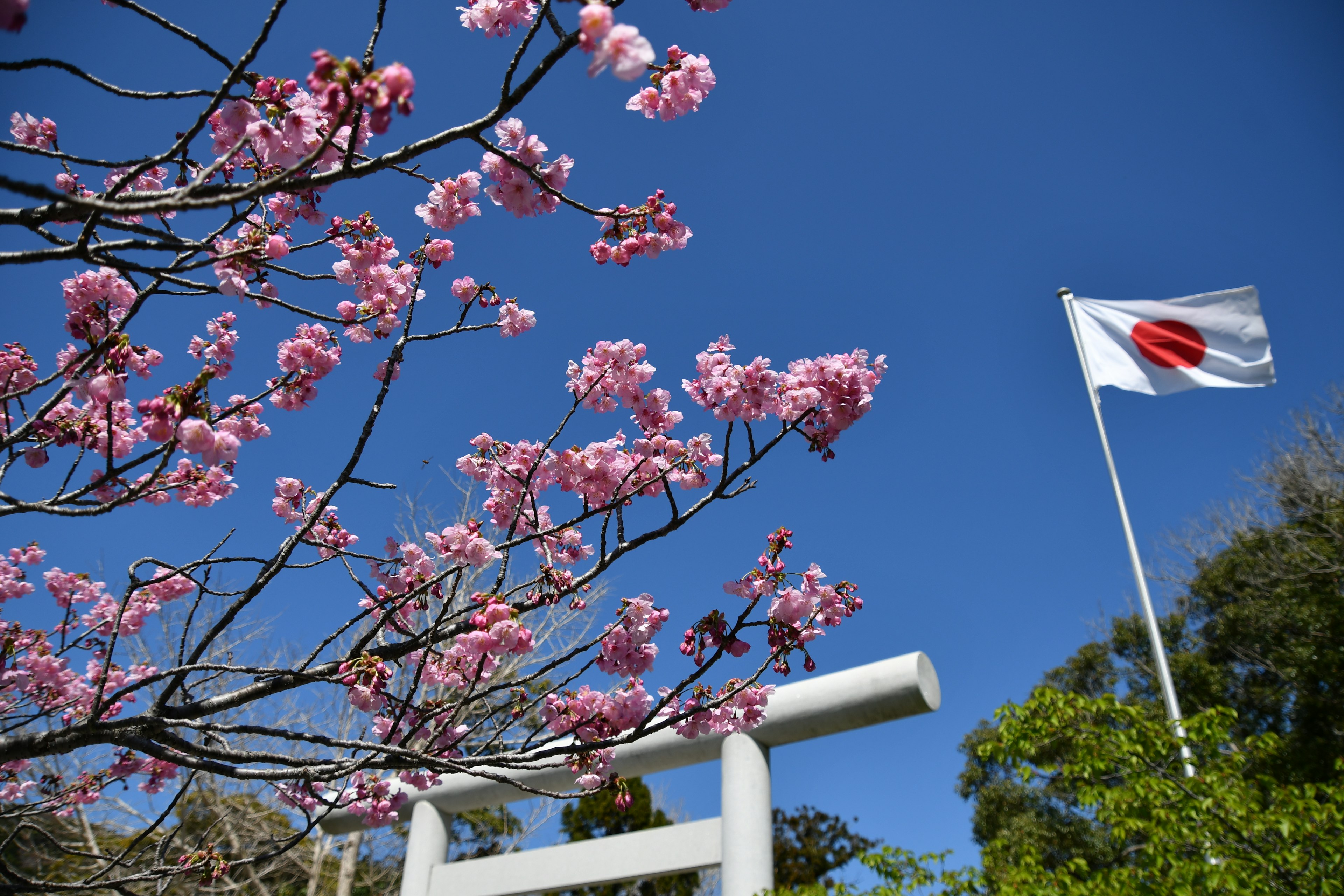 Flores de cerezo y la bandera japonesa bajo un cielo azul