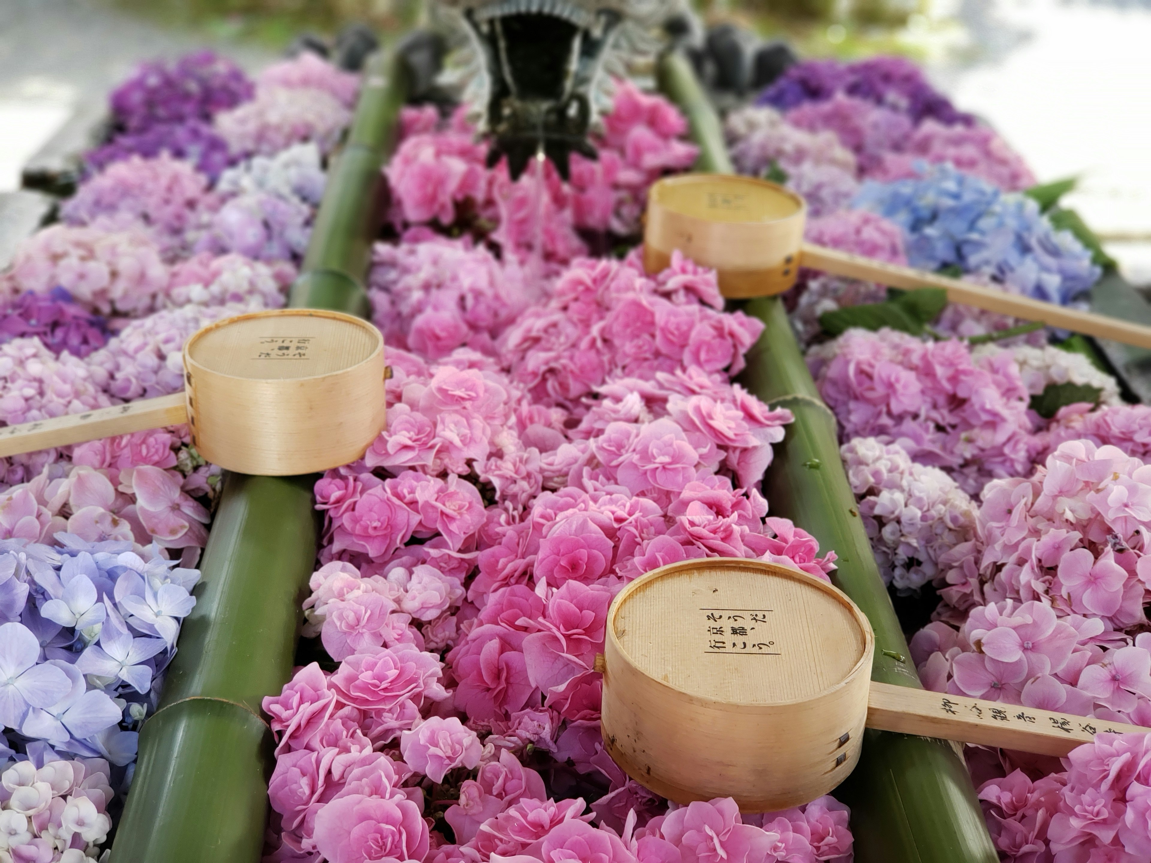 Una bella scena di fiori colorati che galleggiano su bamboo