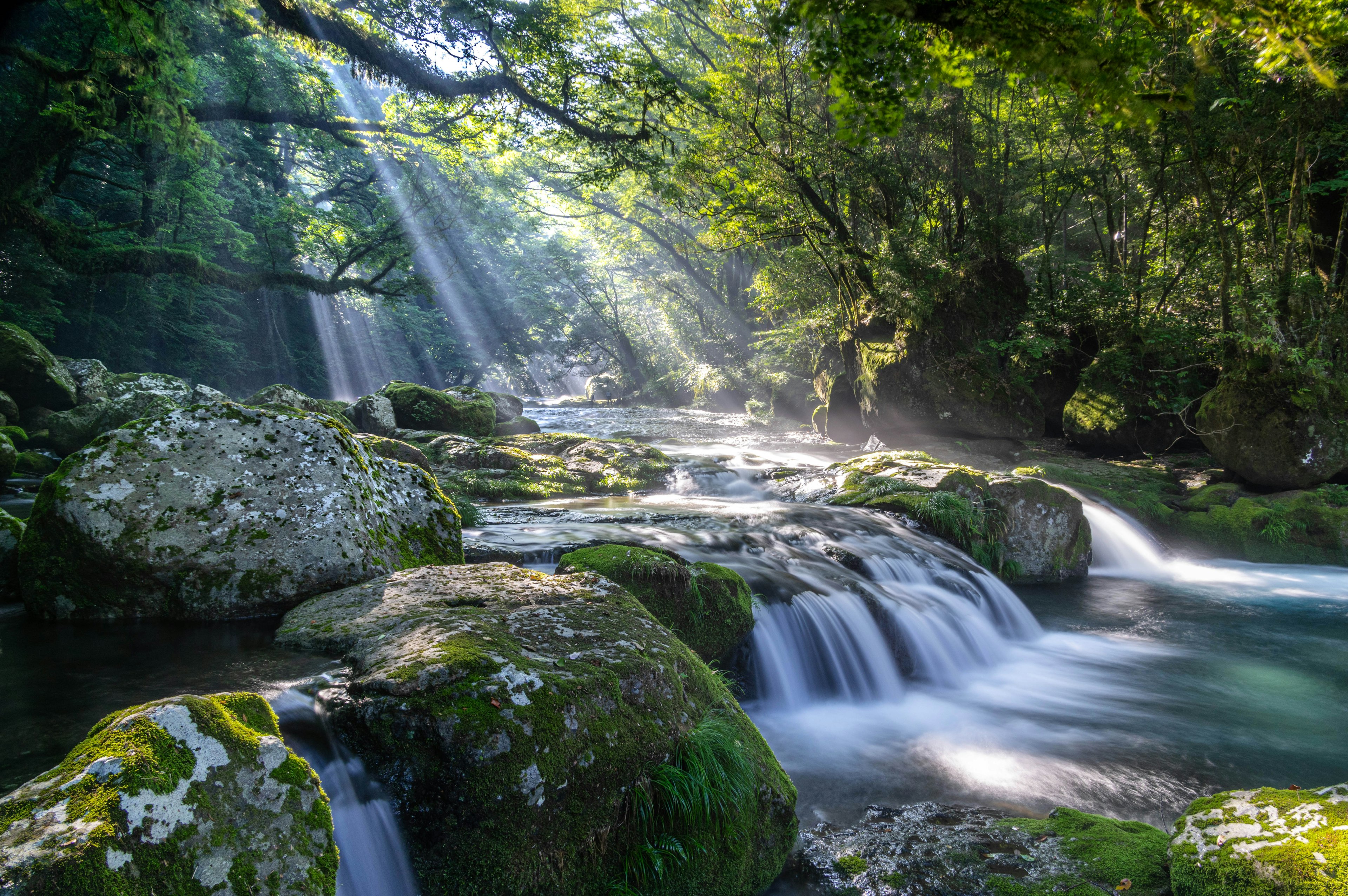 Malersicher Blick auf einen Bach, der durch einen üppigen Wald fließt, mit Sonnenlicht, das durch die Bäume strahlt