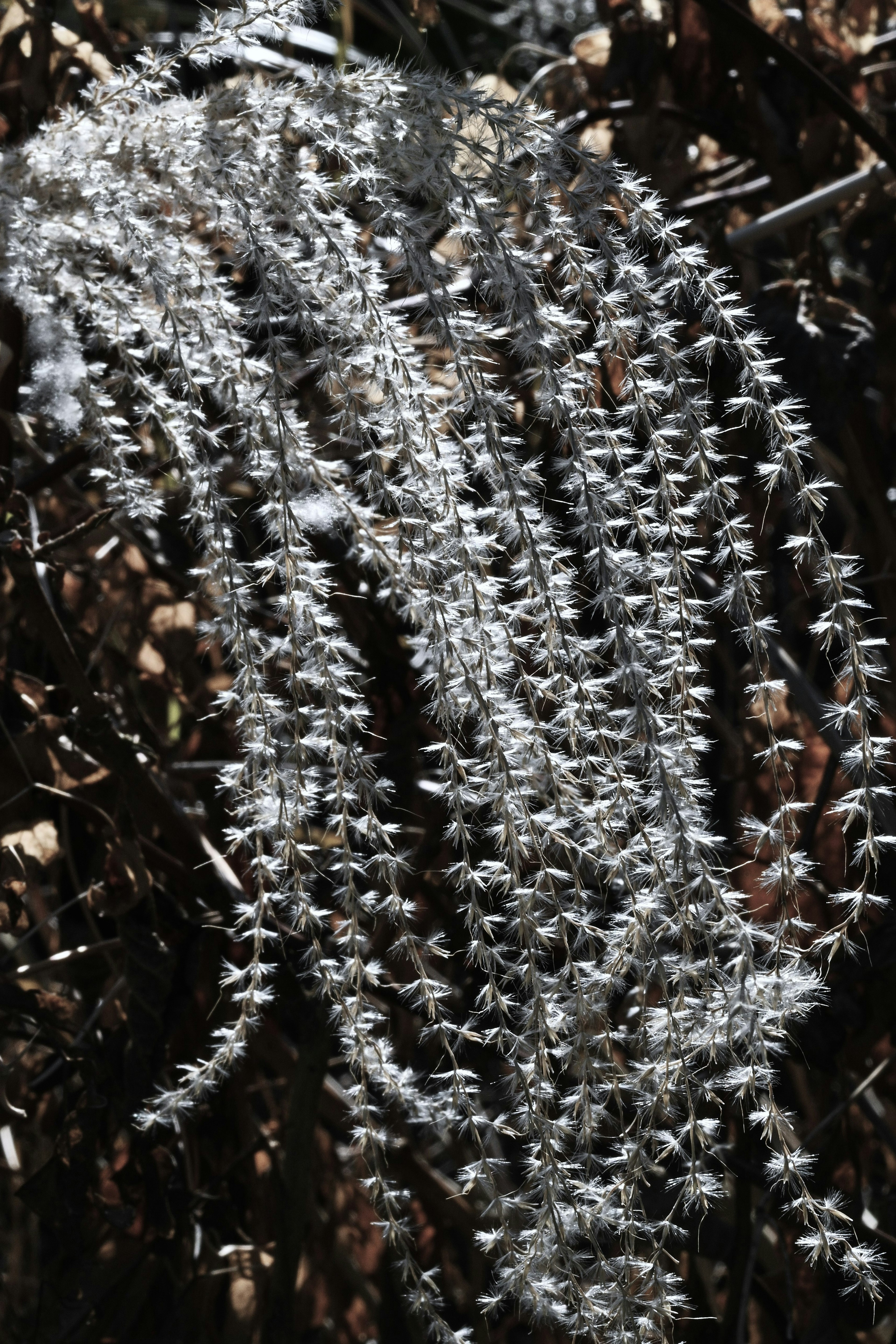 白い花穂が垂れ下がる植物のクローズアップ