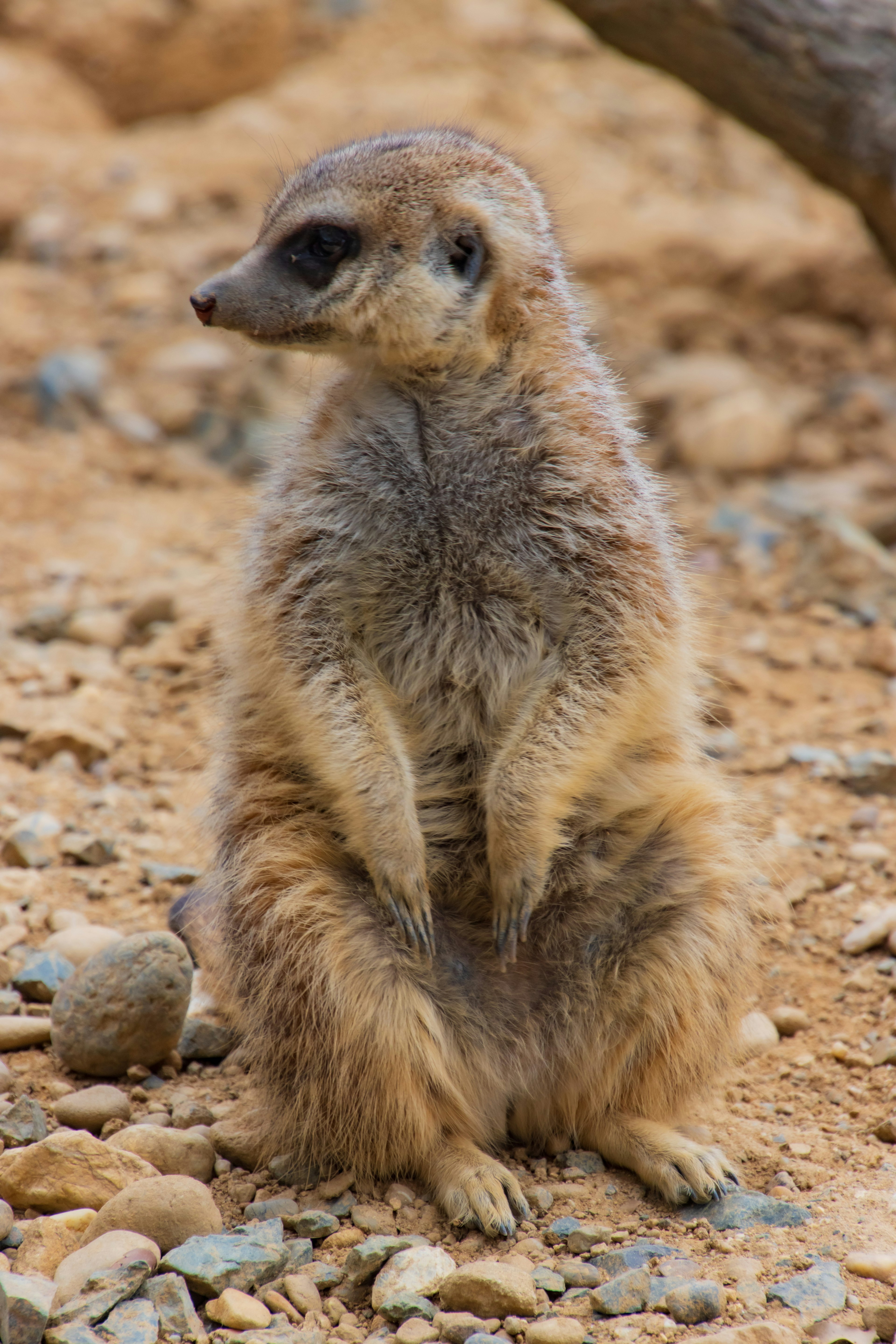 Un suricata in piedi su terreno sabbioso