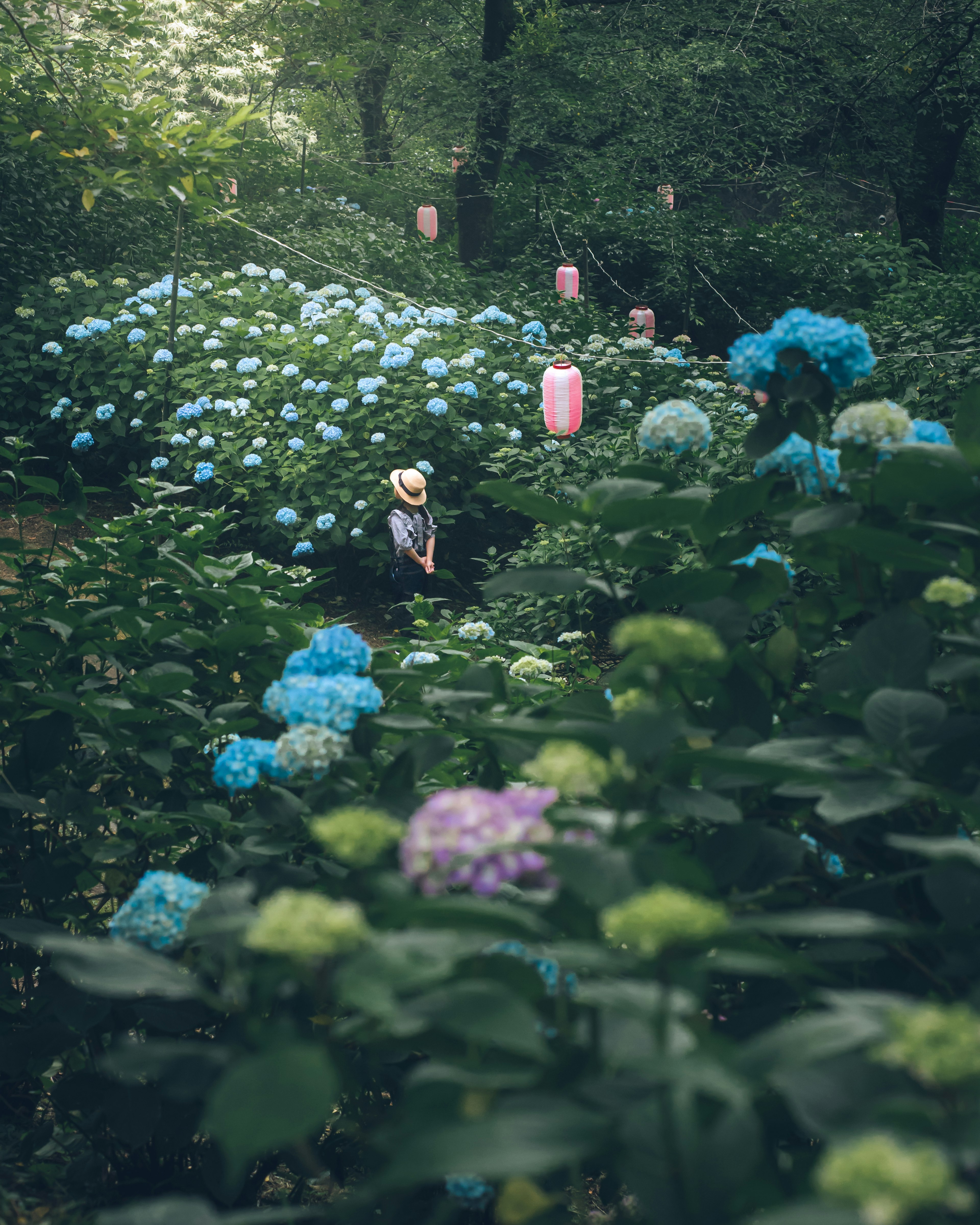 Person wearing a hat standing among blooming blue hydrangeas in a forest