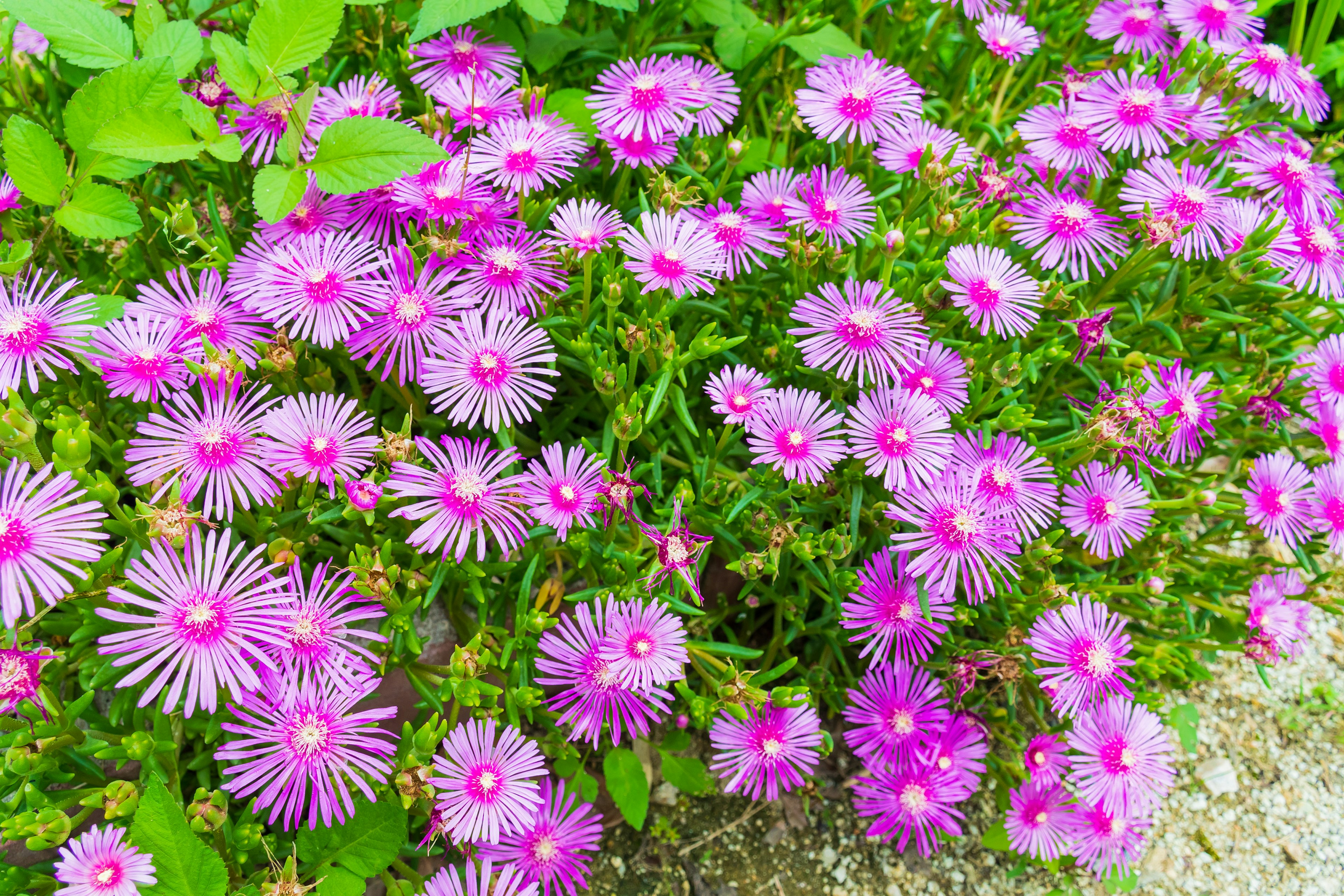 Lebendige Gruppen von rosa Blumen blühen in einem Garten