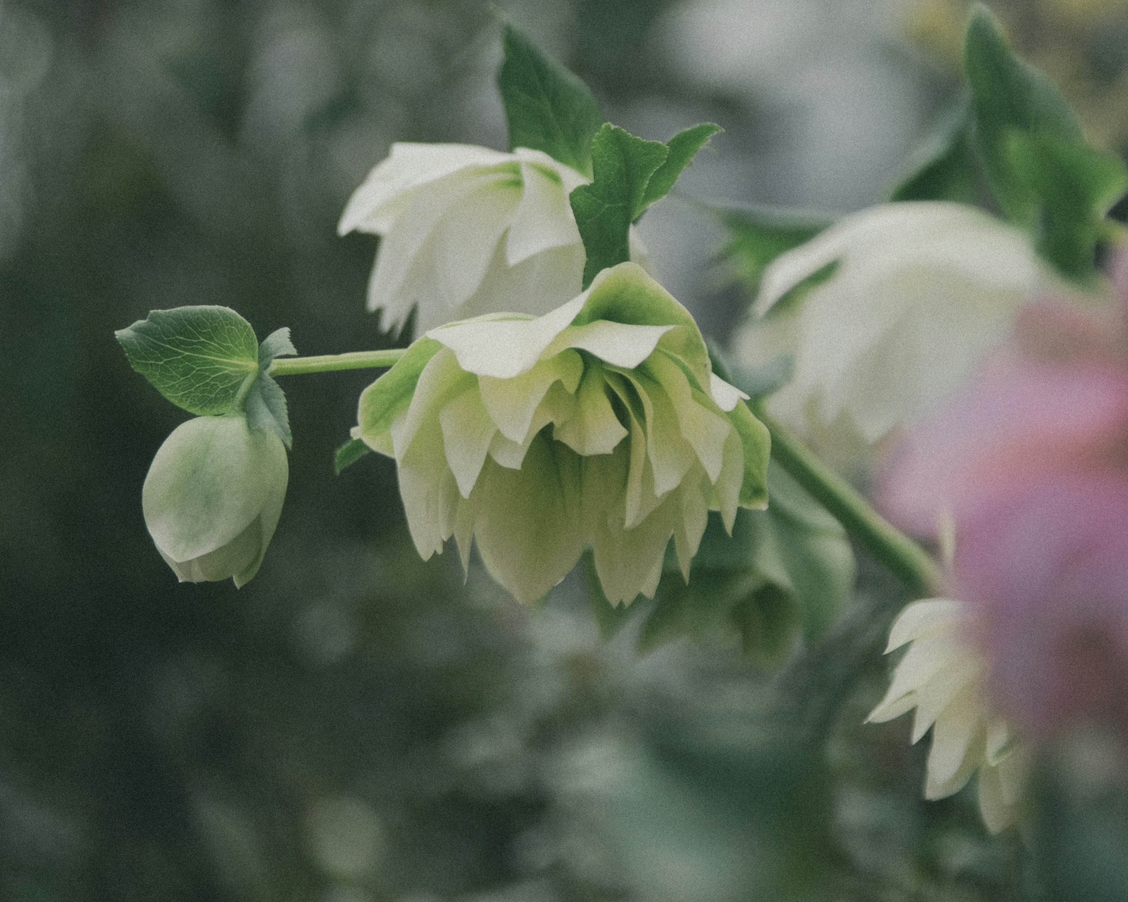 Un grappolo di fiori bianchi che fiorisce elegantemente circondato da foglie verdi