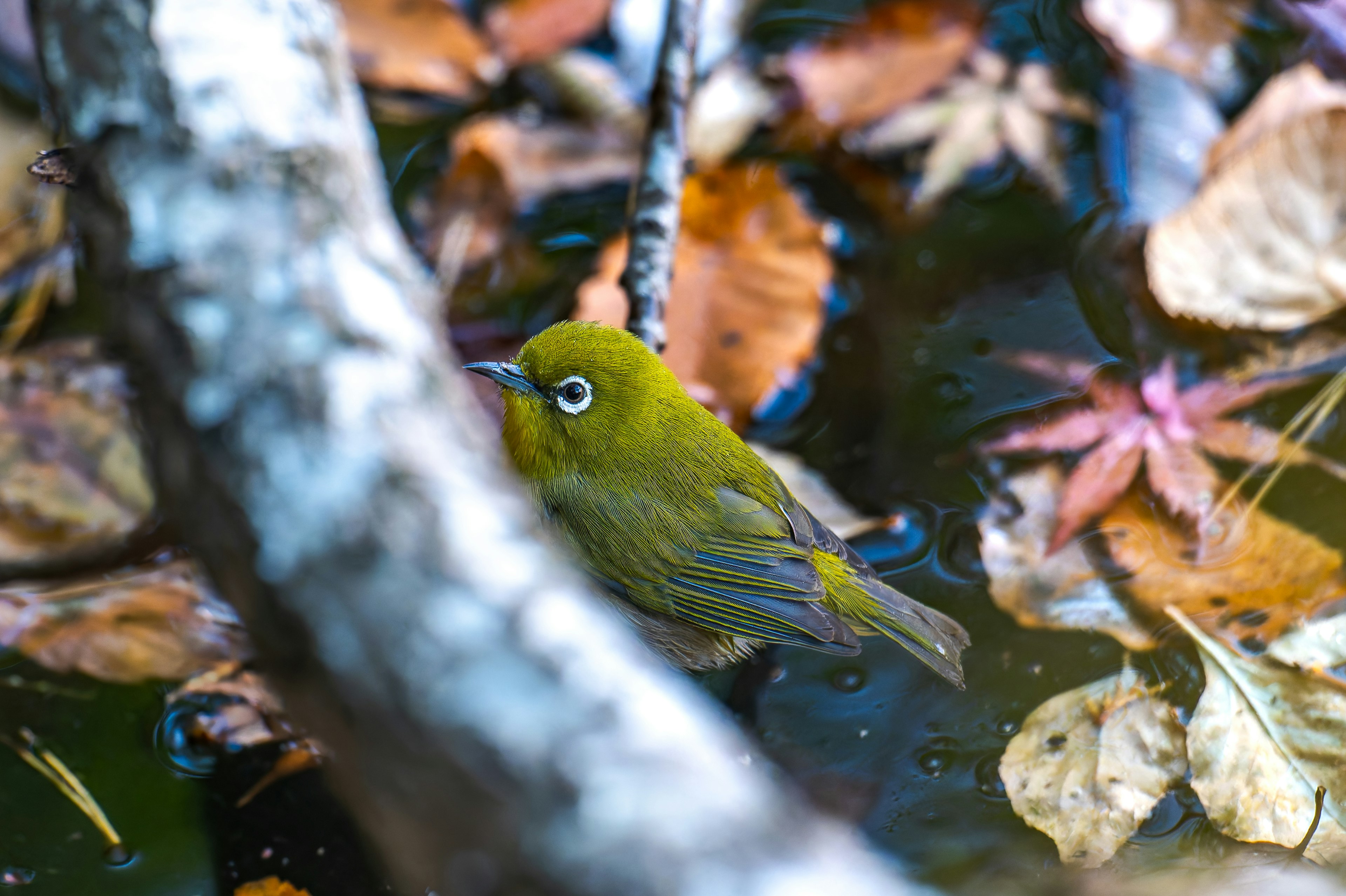 Un petit oiseau vert flottant sur l'eau parmi des feuilles d'automne