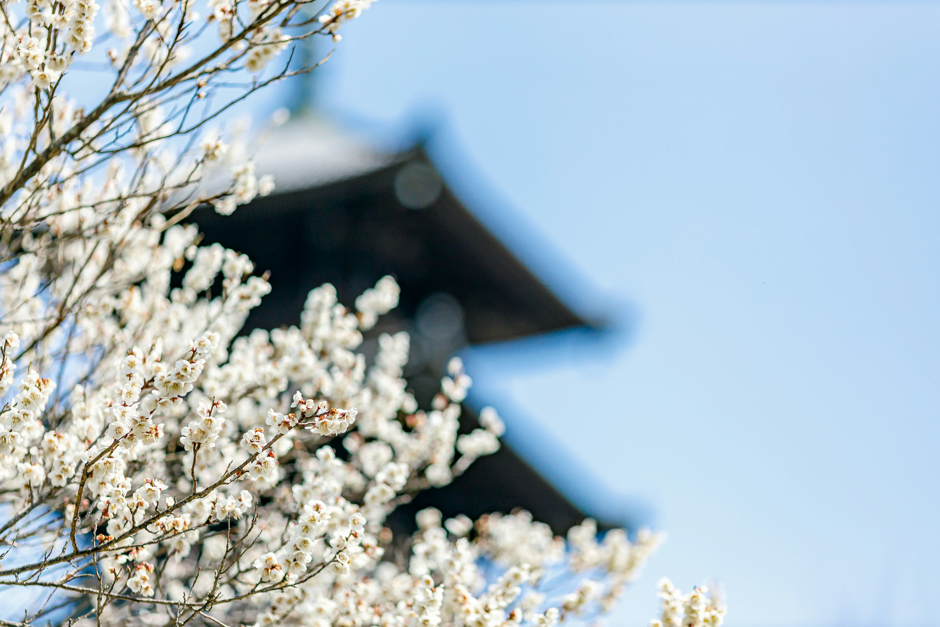 White flowers blooming under a blue sky with a blurred pagoda in the background