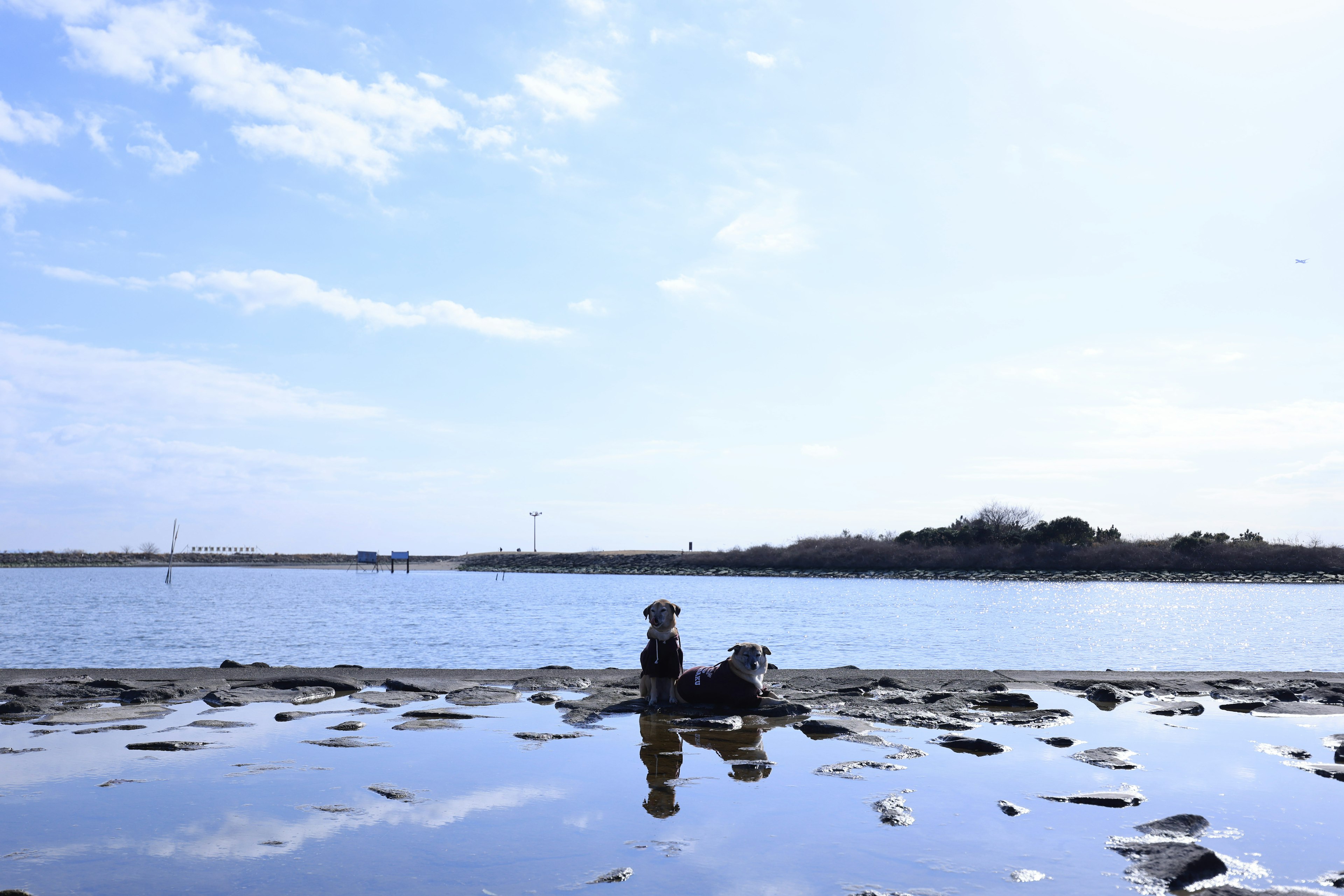 青空の下、海岸で遊ぶ犬たちと水面の反射