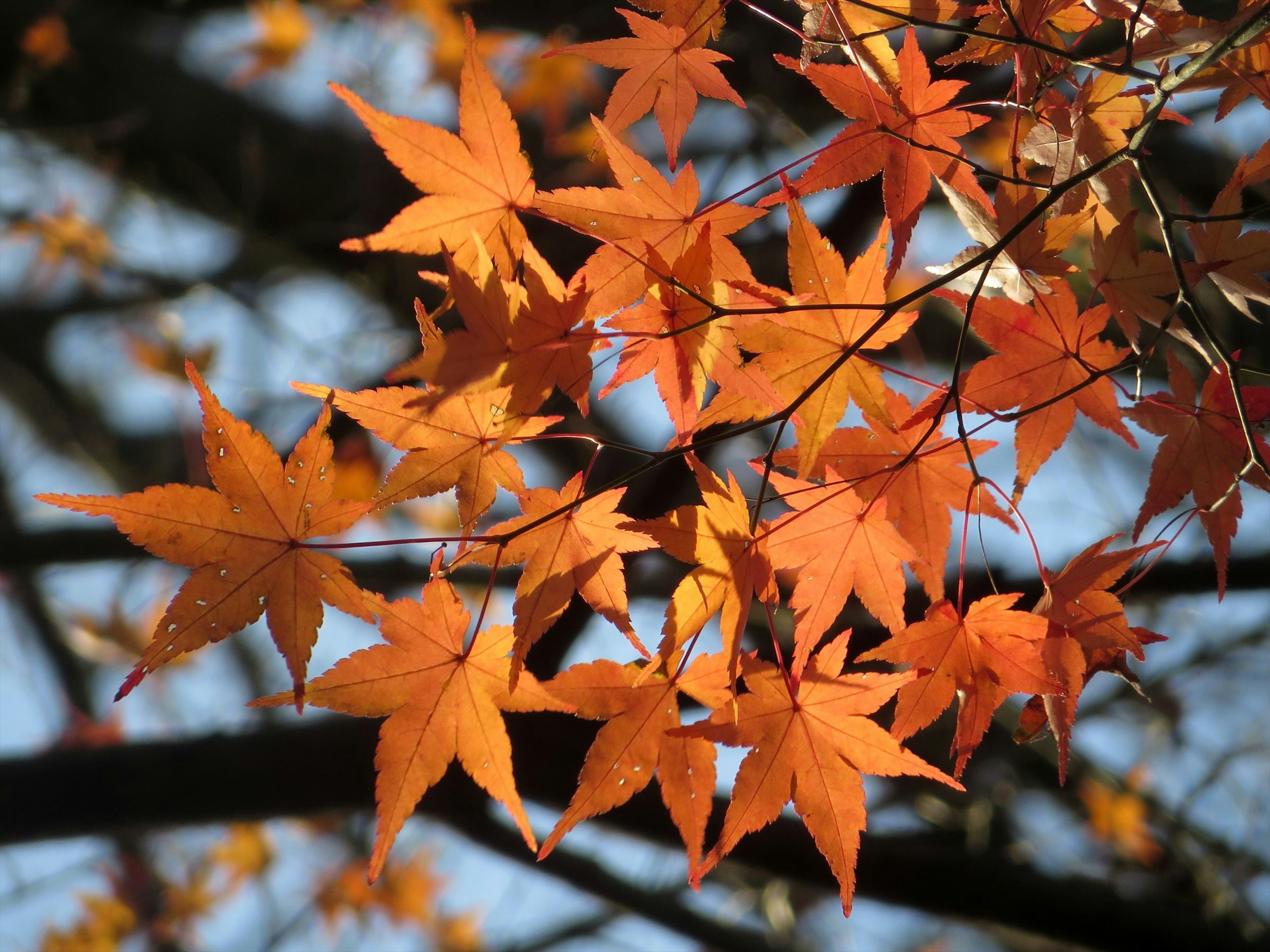 オレンジ色の紅葉した葉が枝に集まっている