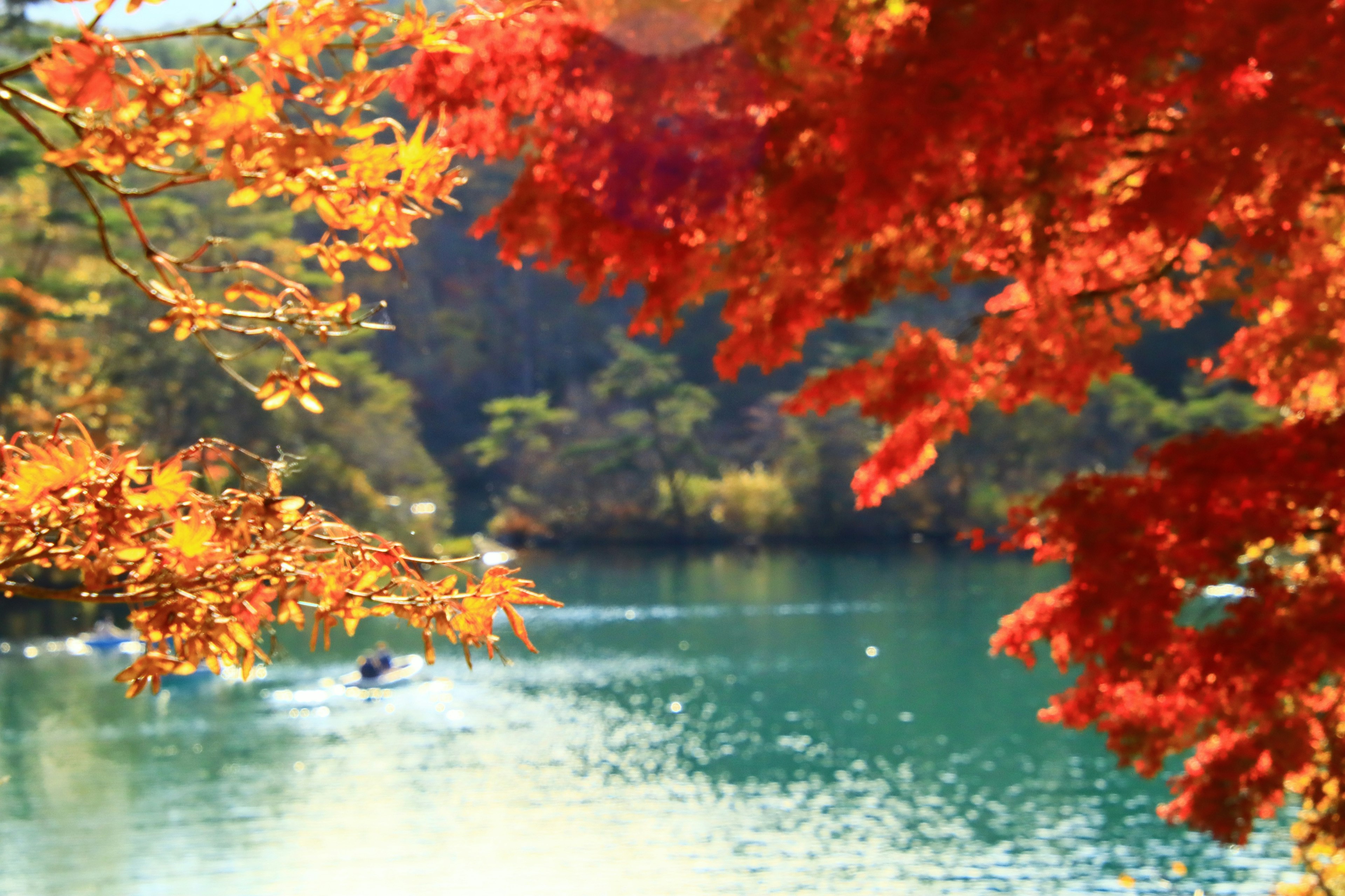 Vue sereine d'un lac entouré d'un feuillage d'automne vibrant