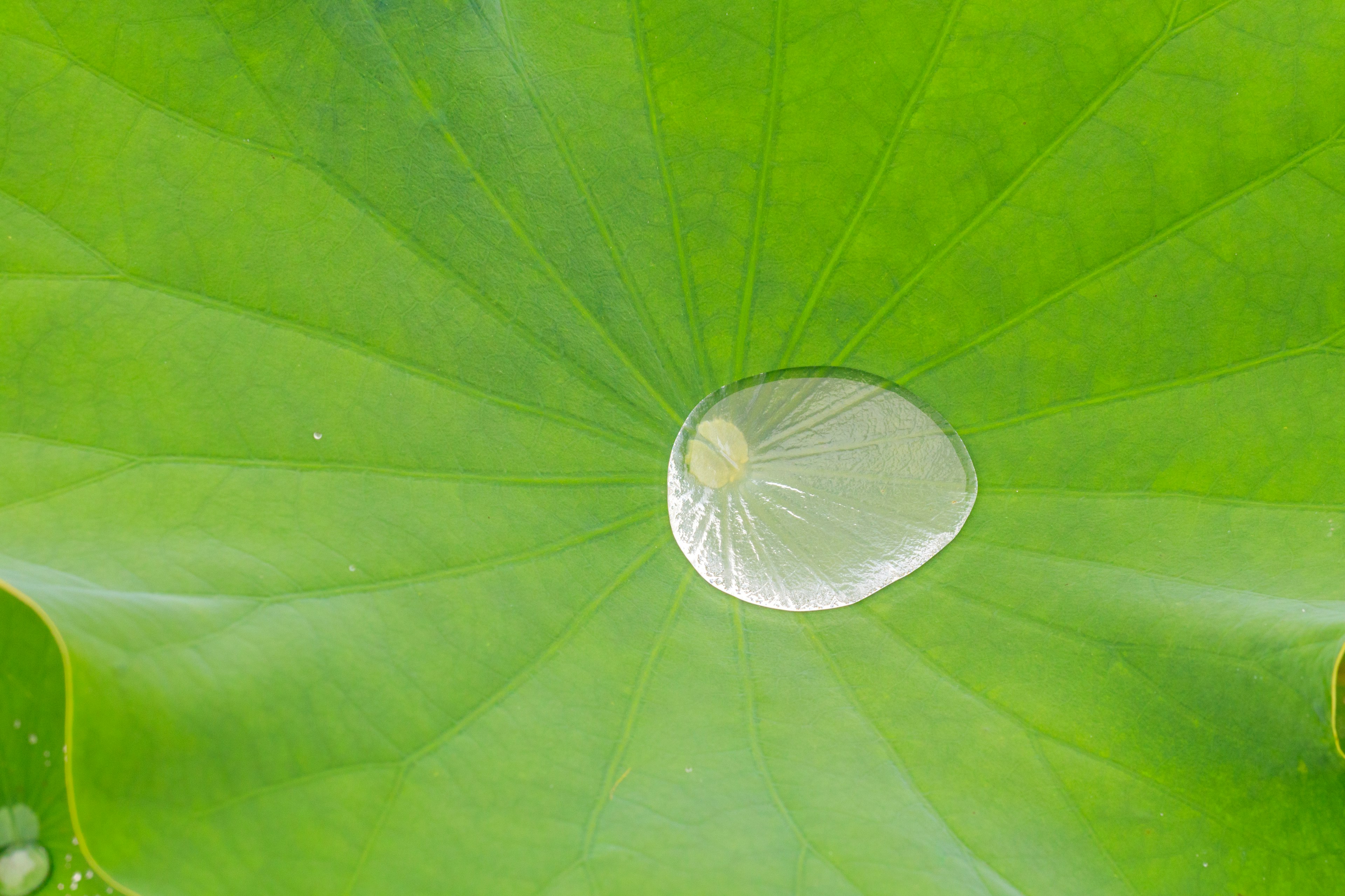 Una goccia d'acqua su una foglia di loto verde