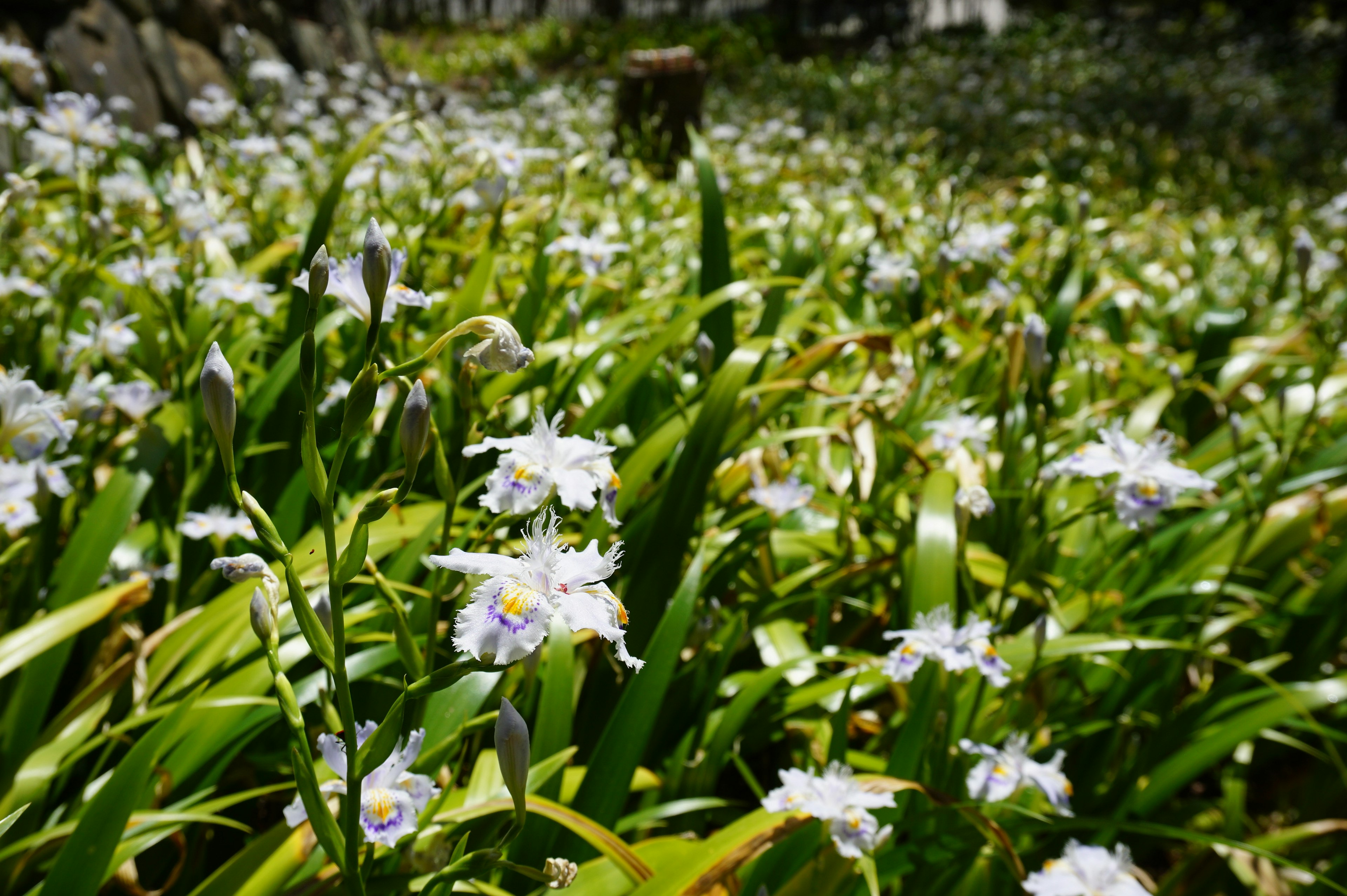 Un campo lussureggiante di erba verde pieno di fiori bianchi in fiore