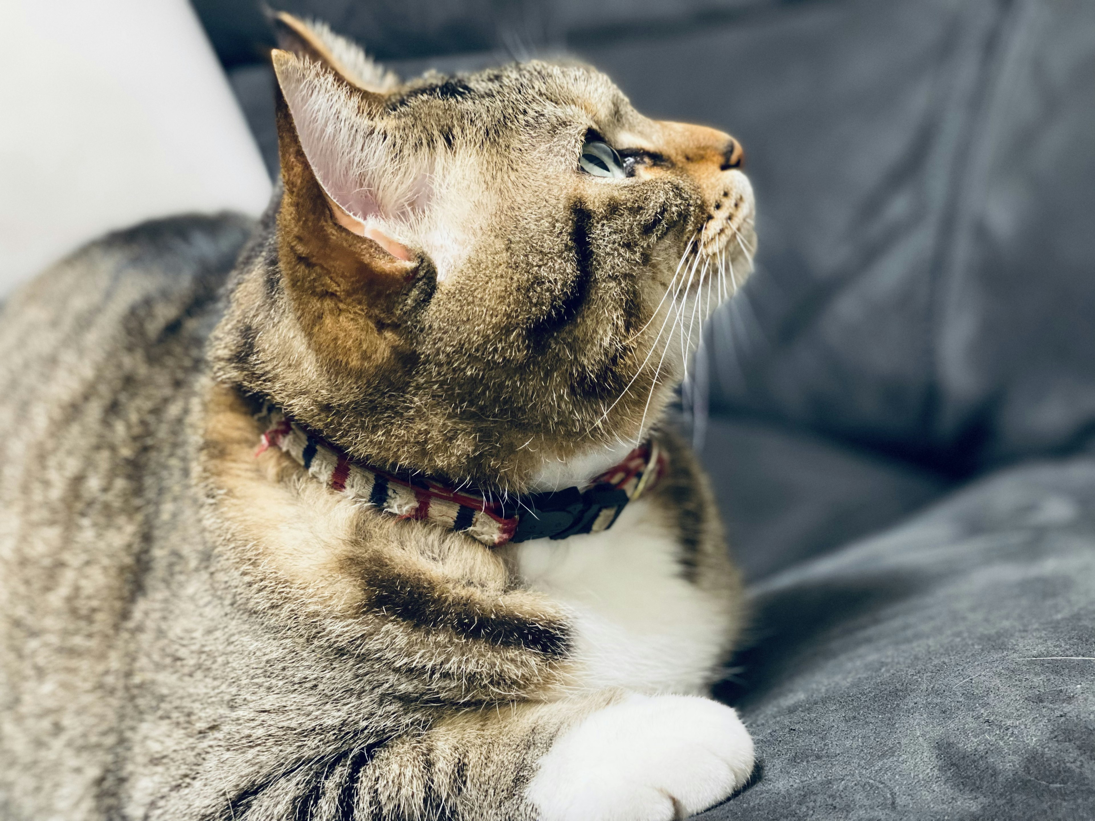 Un chat assis sur un canapé regardant sur le côté