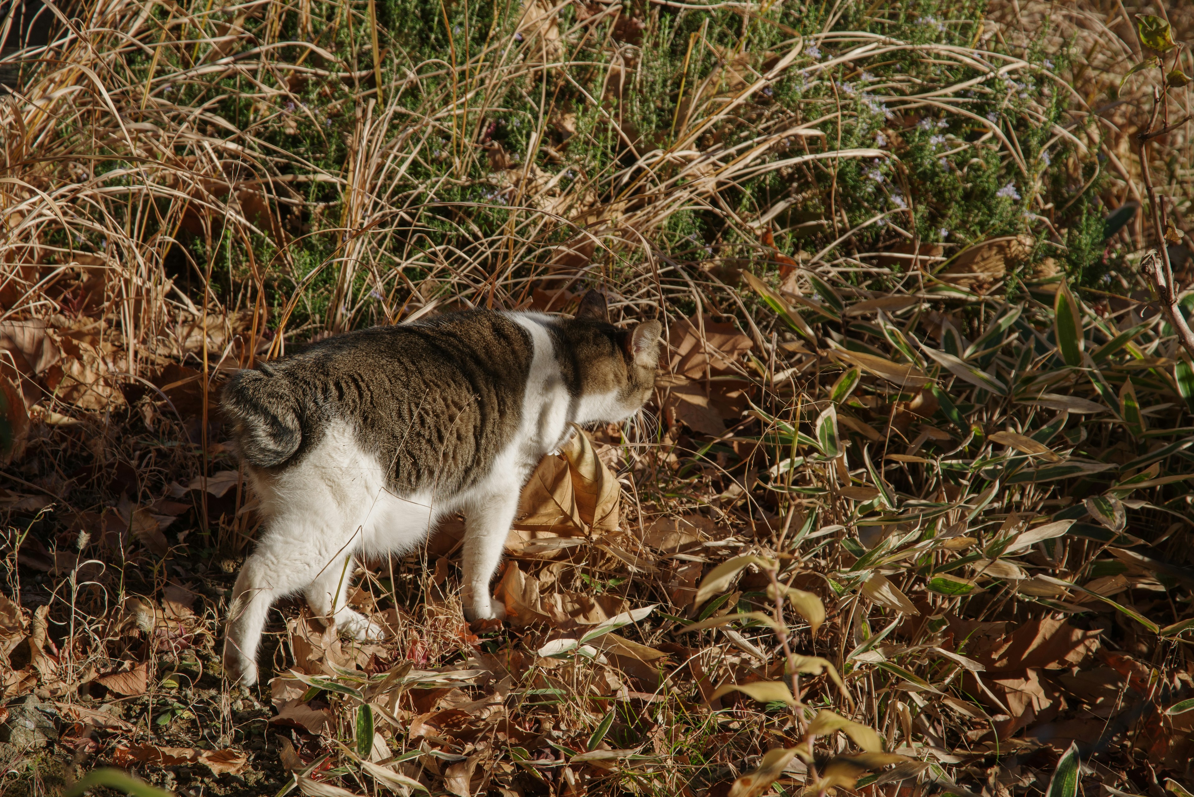 Eine Katze, die im Gras schnüffelt