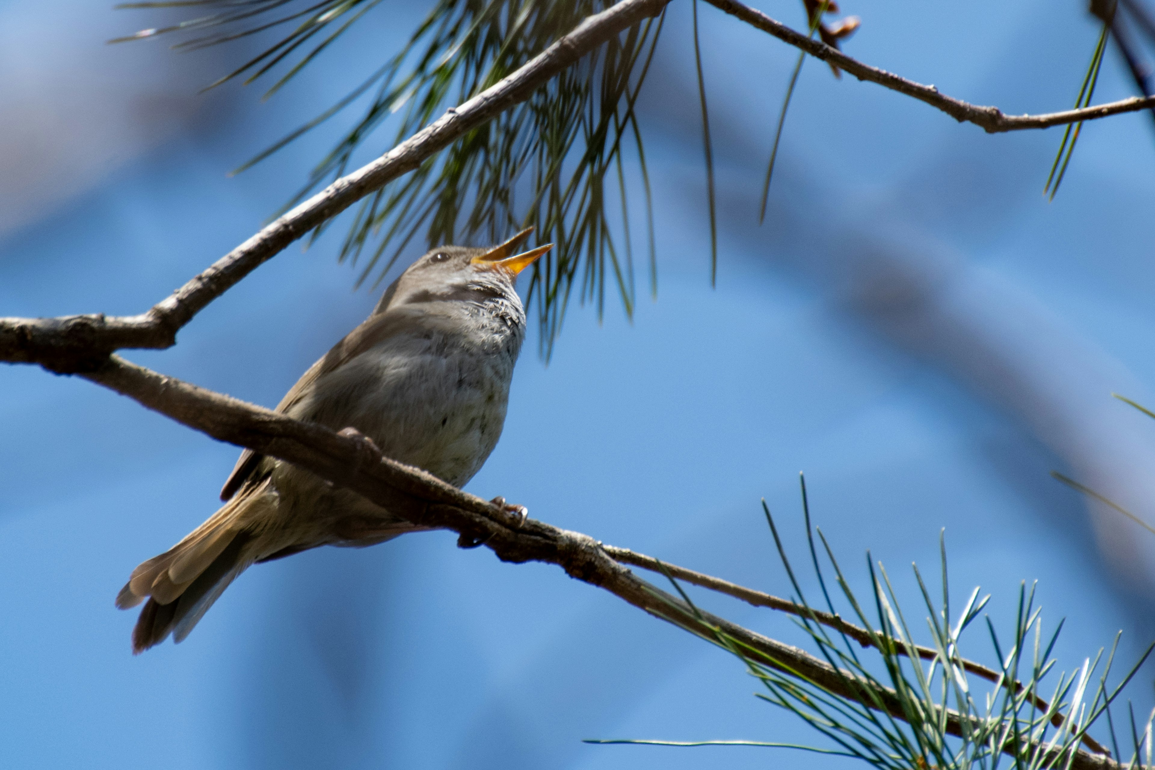 Un petit oiseau chantant sur une branche de pin sous un ciel bleu