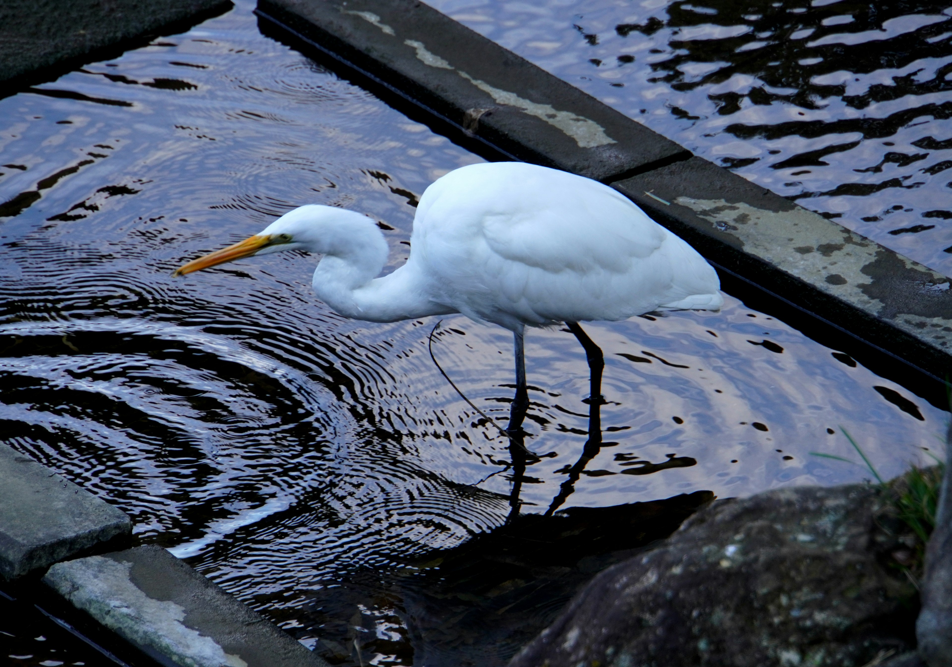 Ein weißer Reiher, der im Wasser nach Nahrung sucht