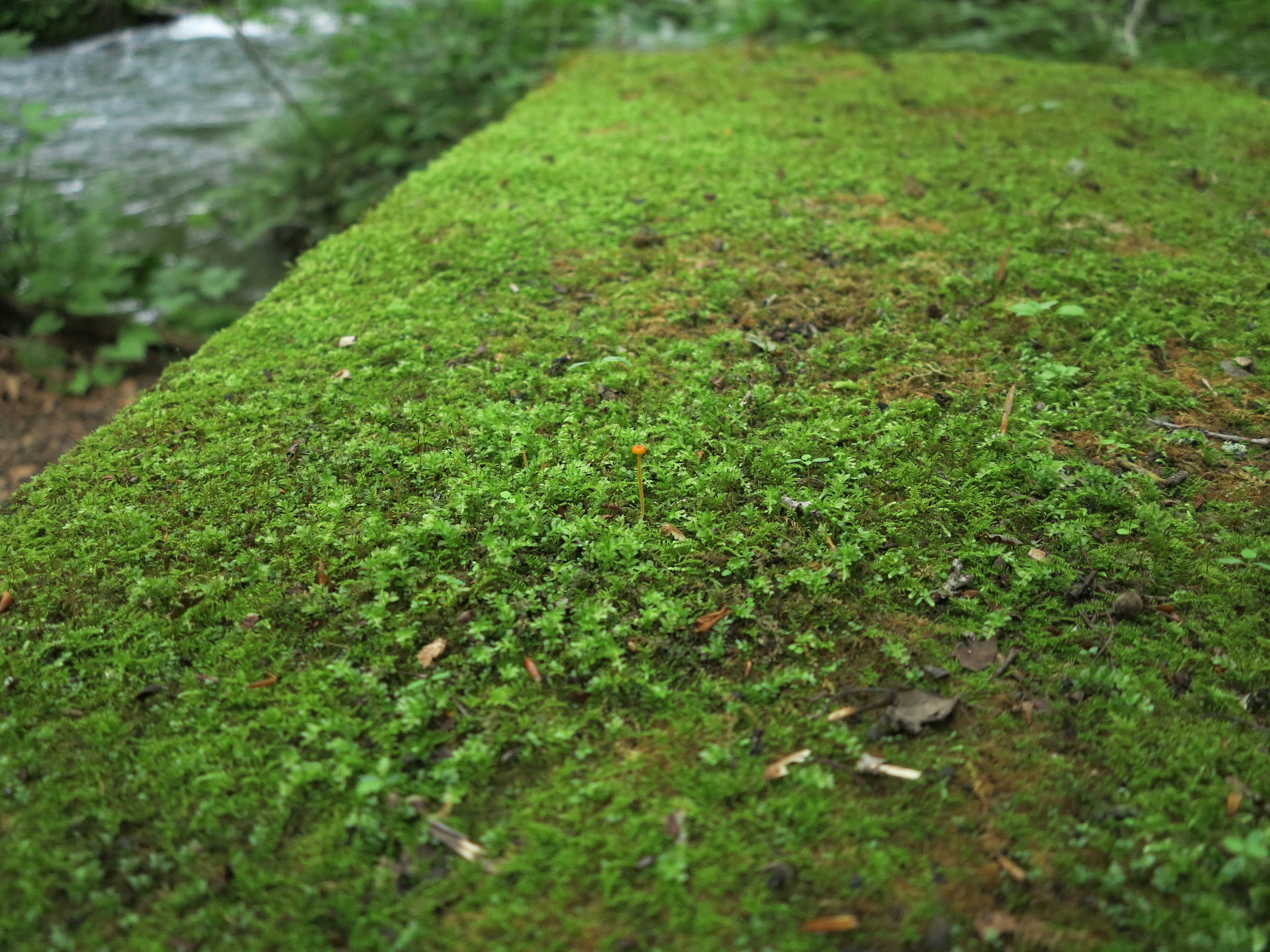 Musgo verde cubriendo una superficie de piedra con un río de fondo