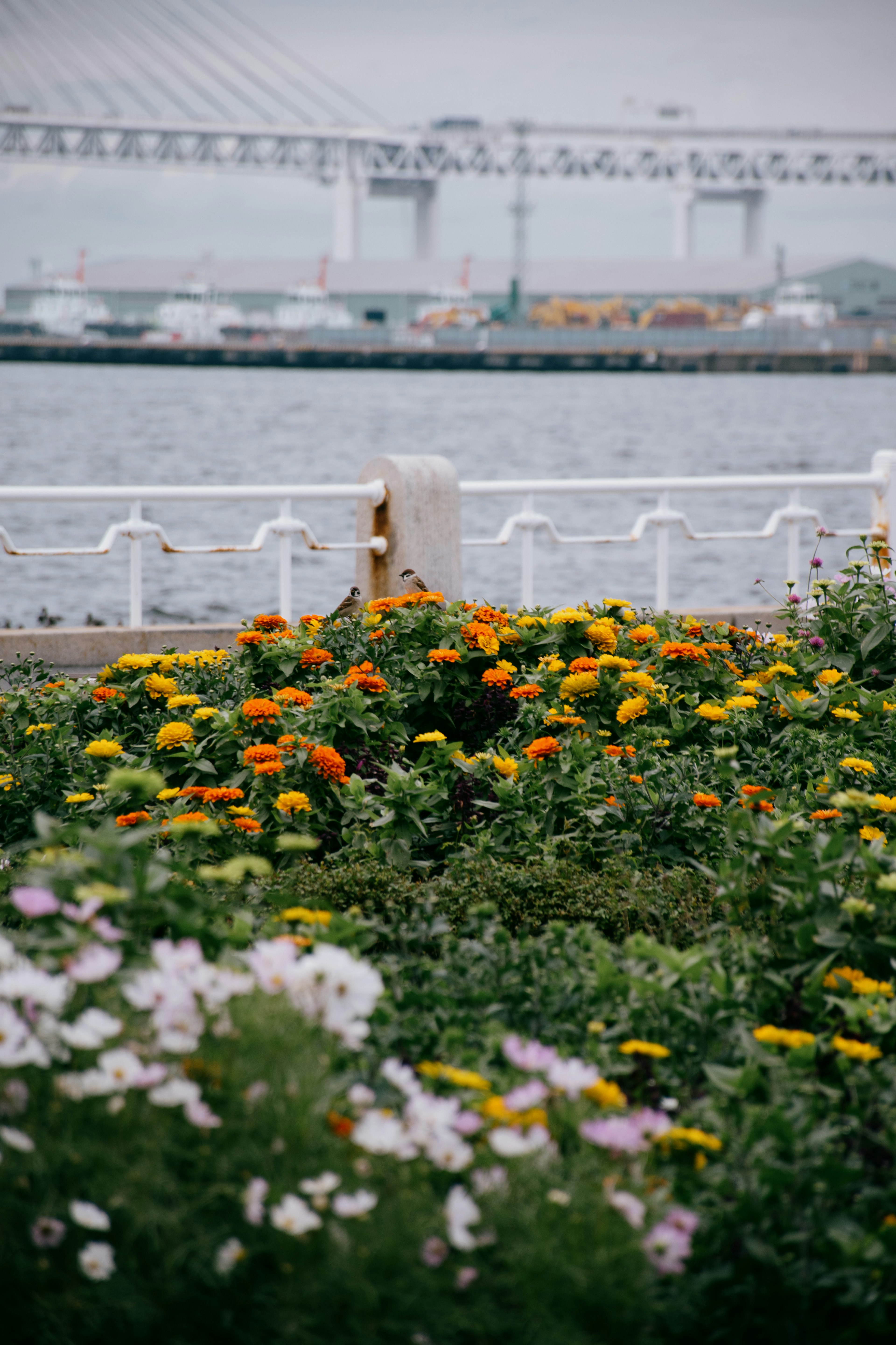 Flores coloridas en un jardín junto al agua con un puente al fondo