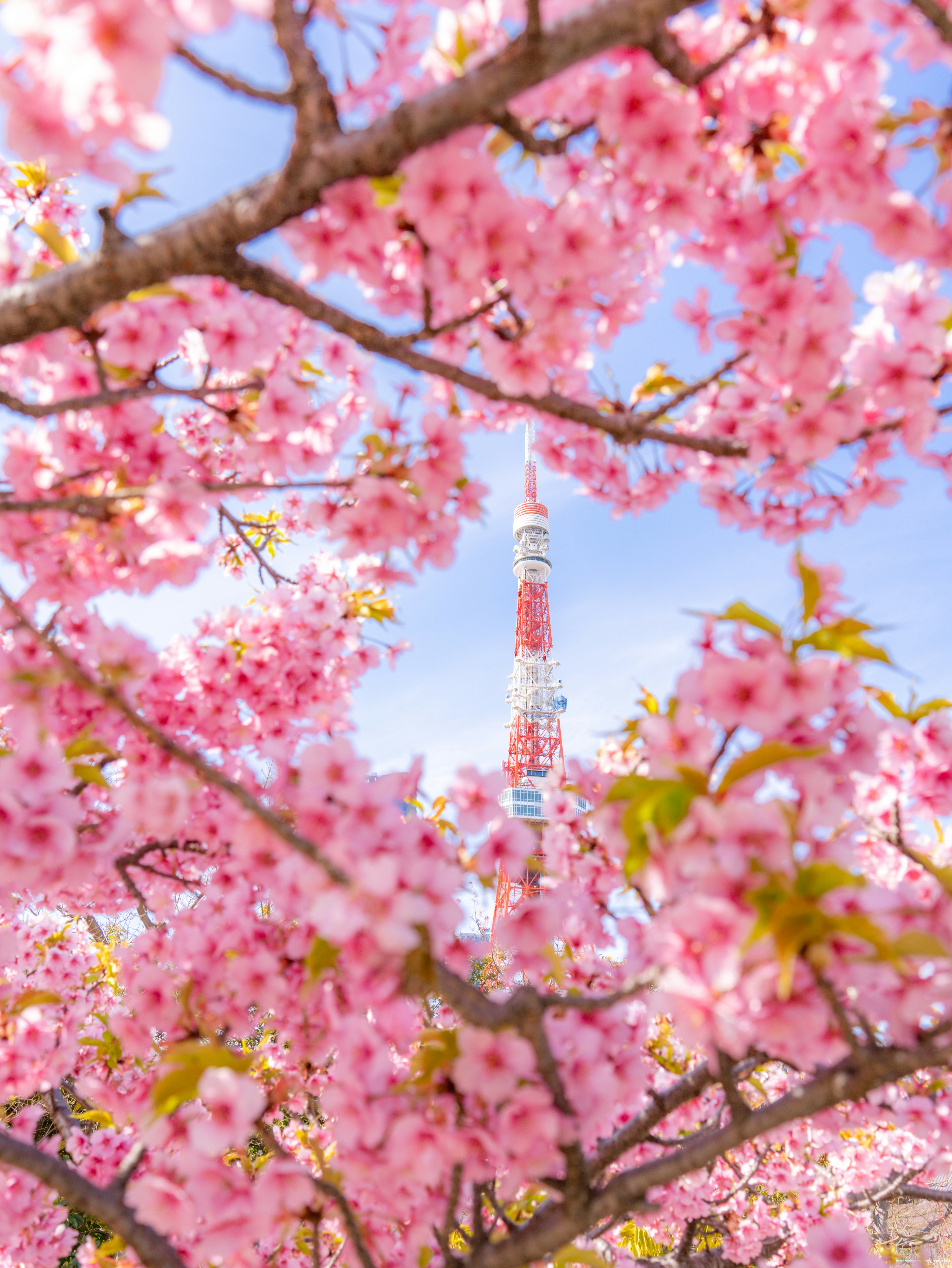 Hermosas flores de cerezo enmarcando la Torre de Tokio