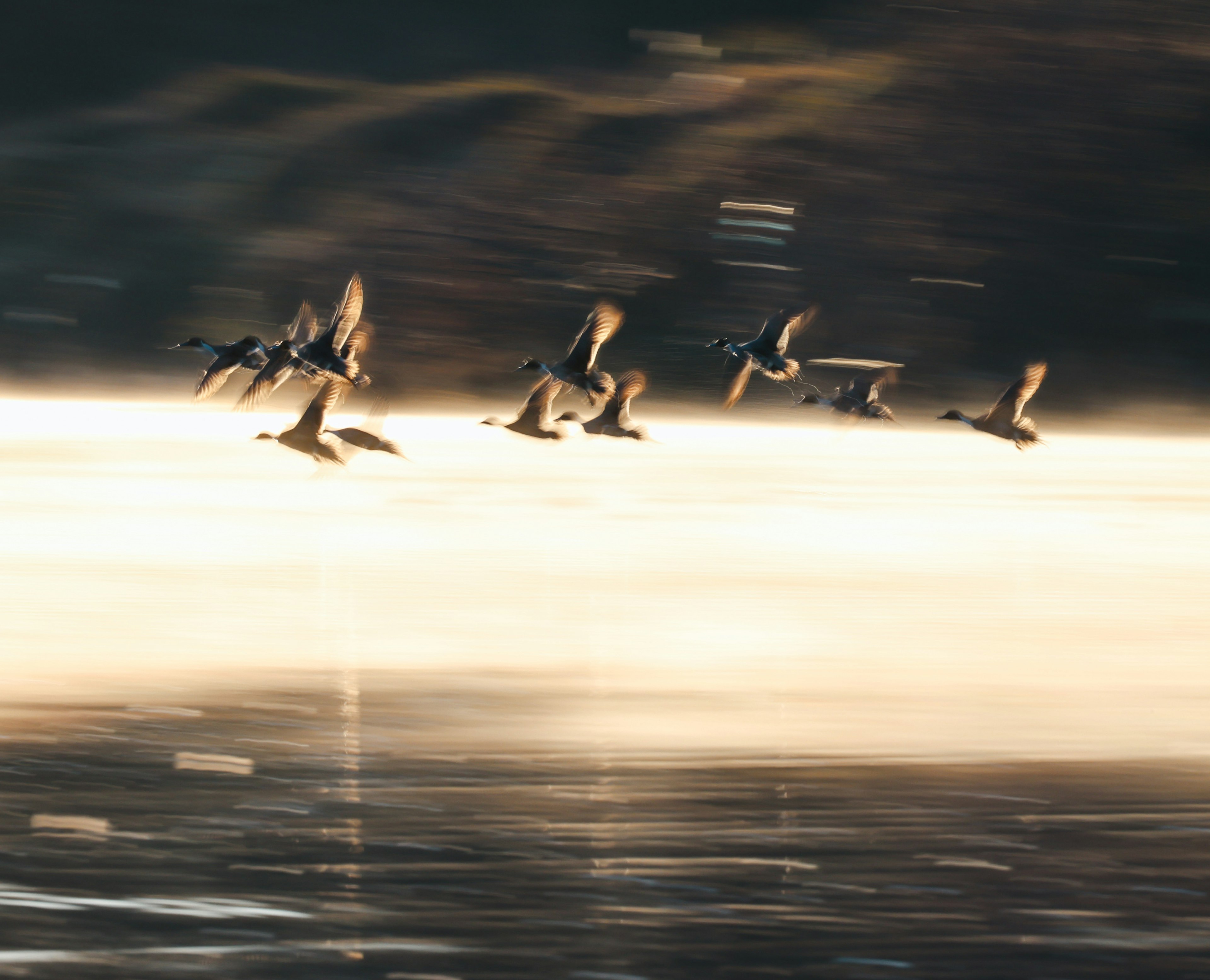 水面を飛ぶ鳥たちの群れの動きのある写真