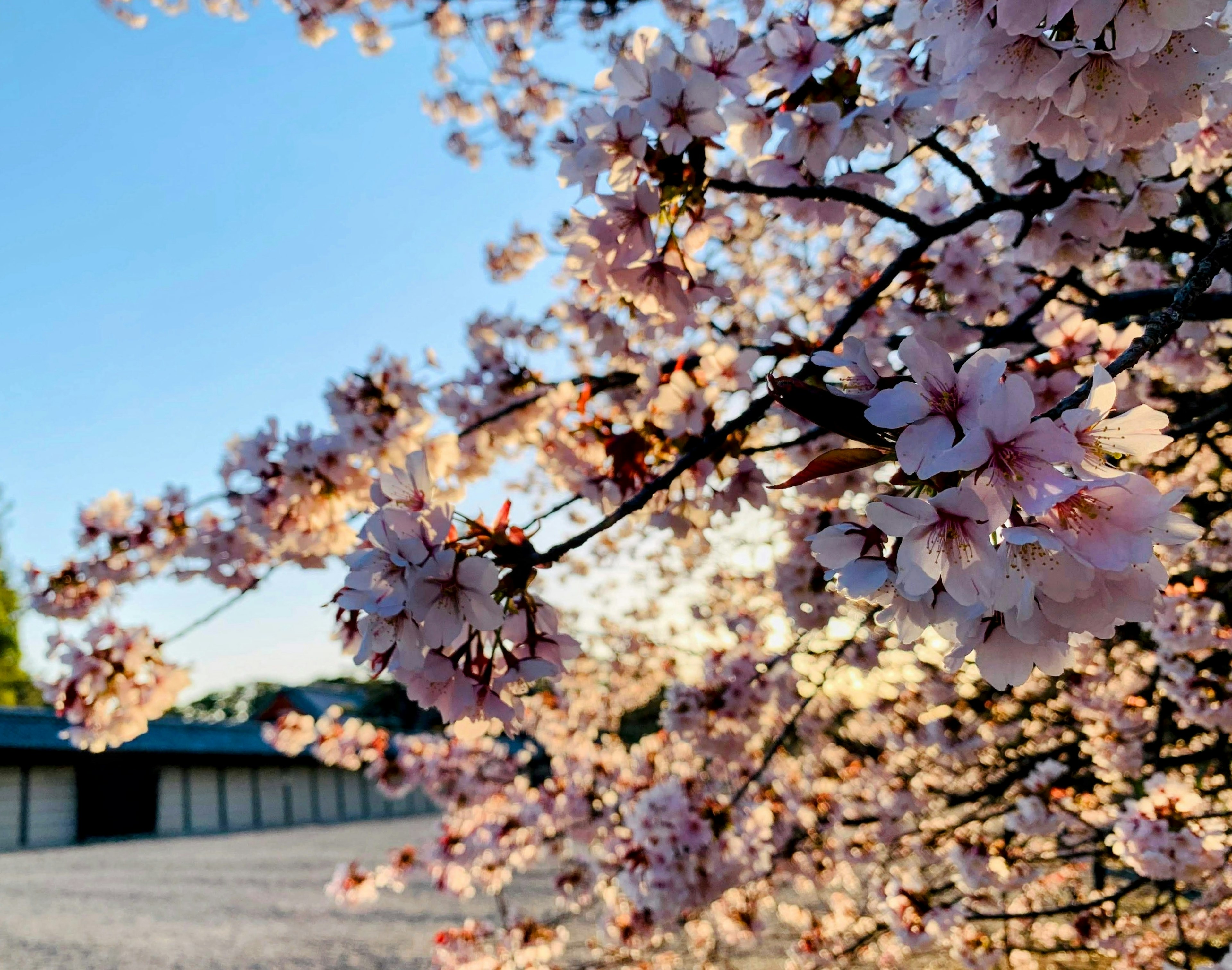 樱花枝条的特写，粉色花朵映衬在蓝天背景下