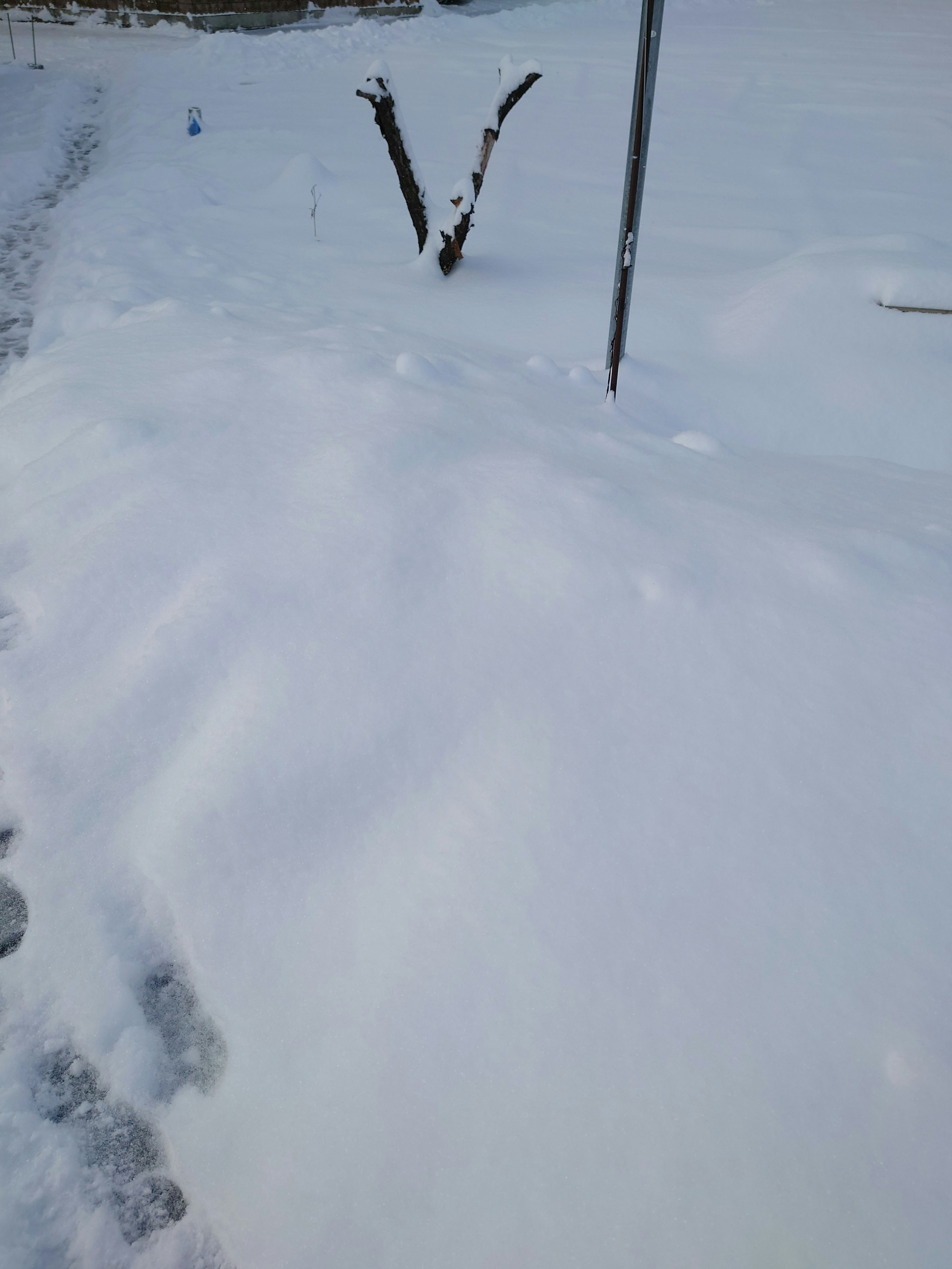 Tree branch and signpost partially covered in snow