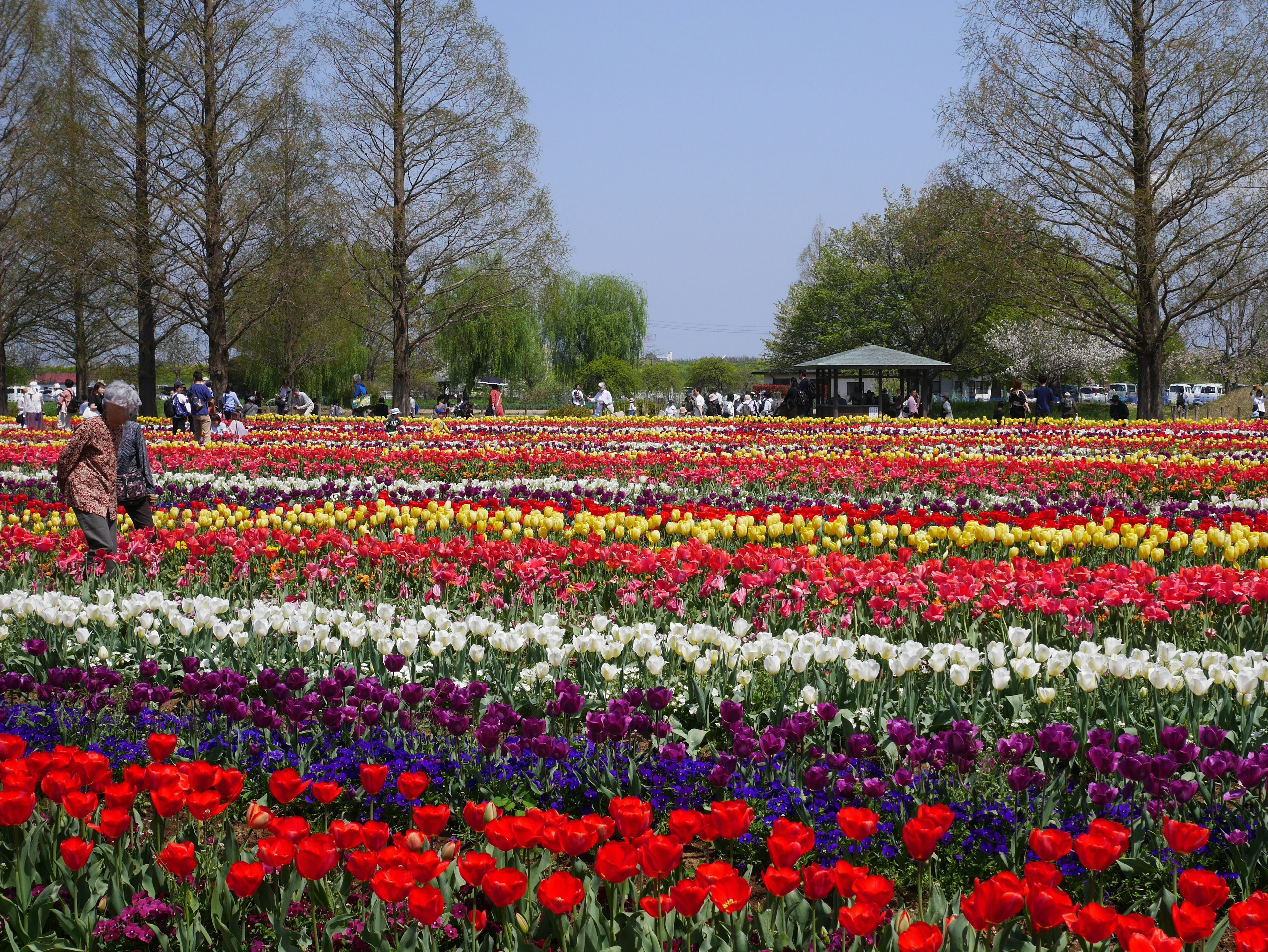 Ladang tulip yang cerah menampilkan berbagai warna di bawah langit biru yang cerah