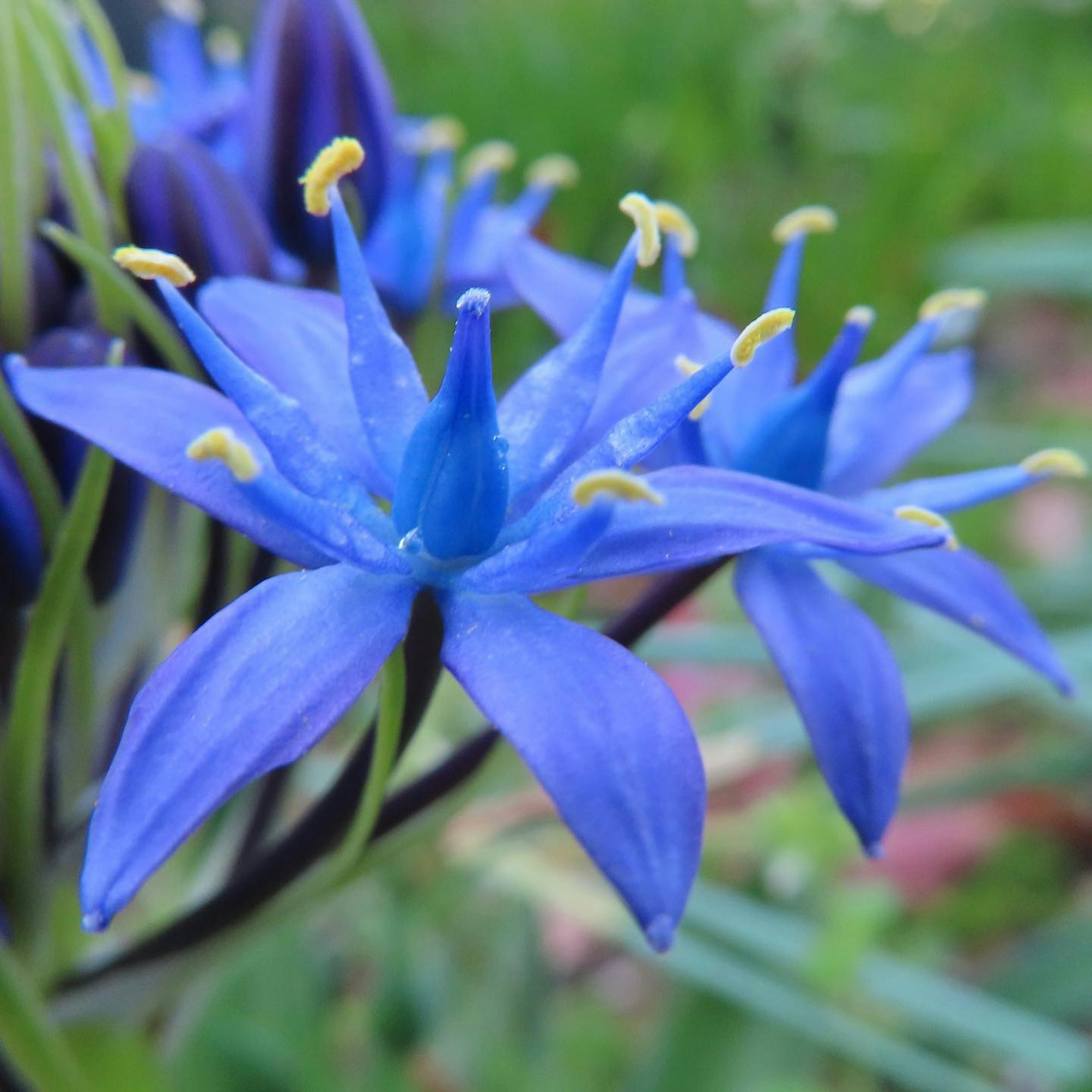 Acercamiento de una flor azul vibrante con forma y color únicos sobre un fondo verde