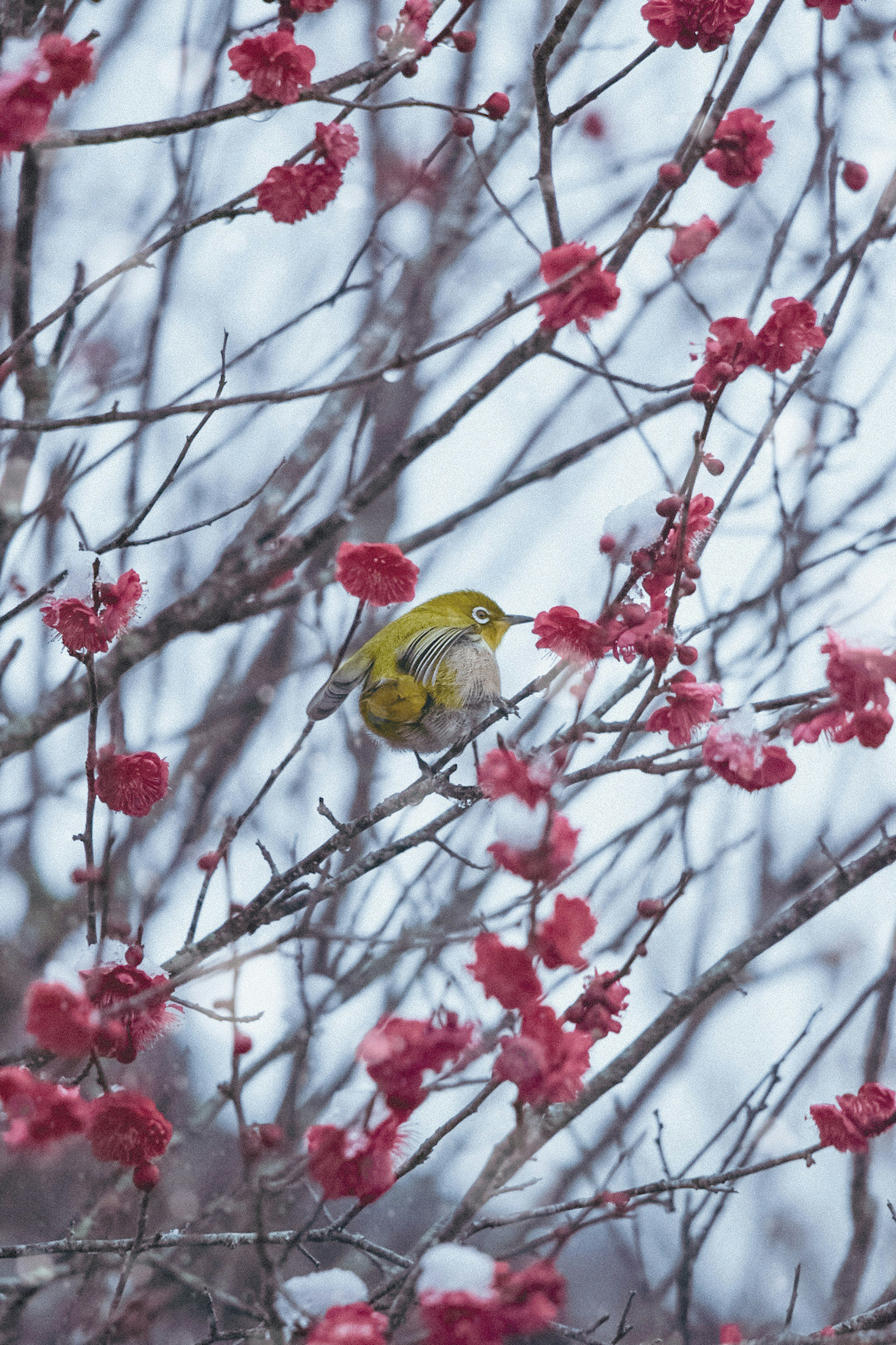 Yellow bird perched on a cherry blossom tree covered in snow