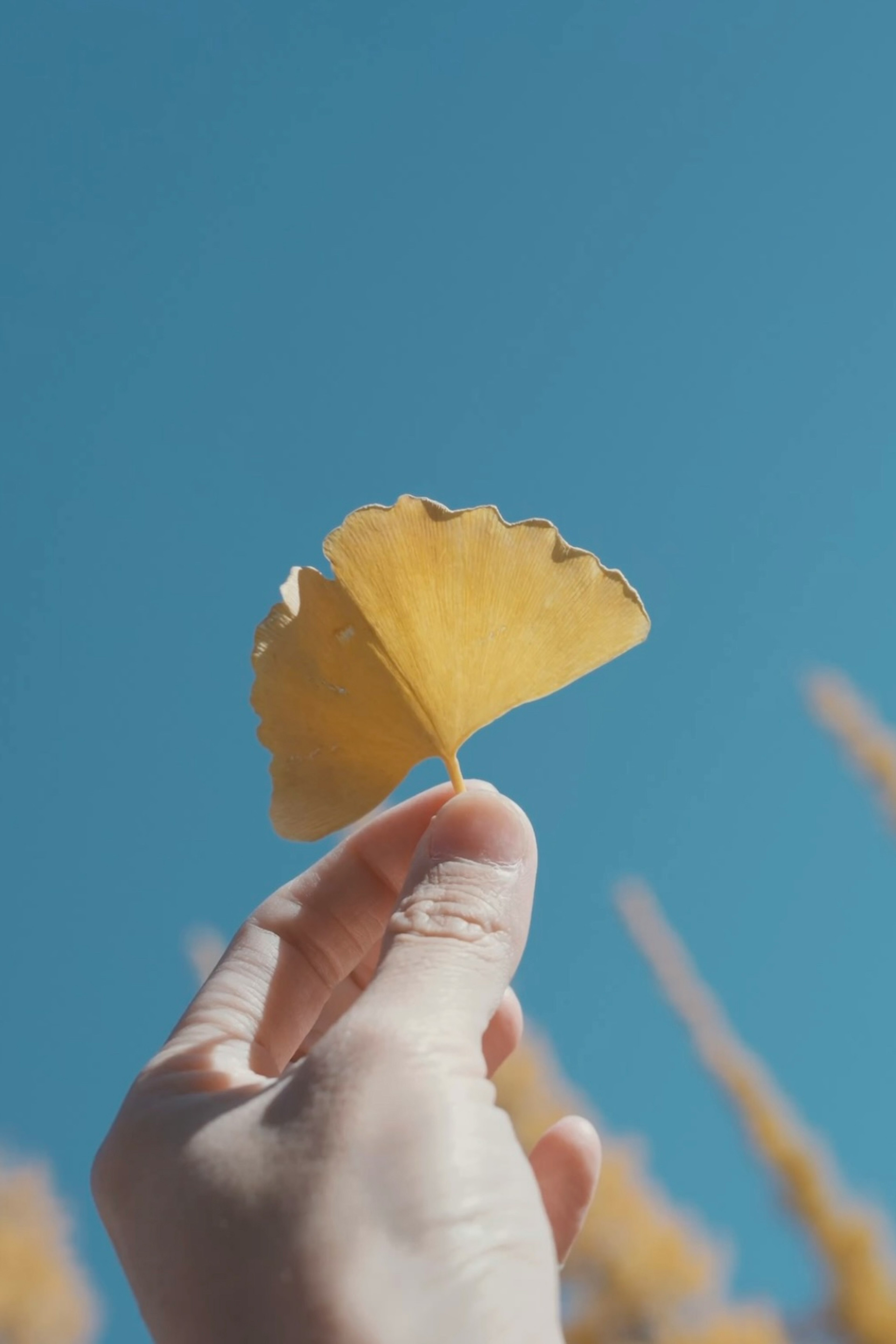 Eine Hand hält ein gelbes Ginkgo-Blatt vor einem blauen Himmel