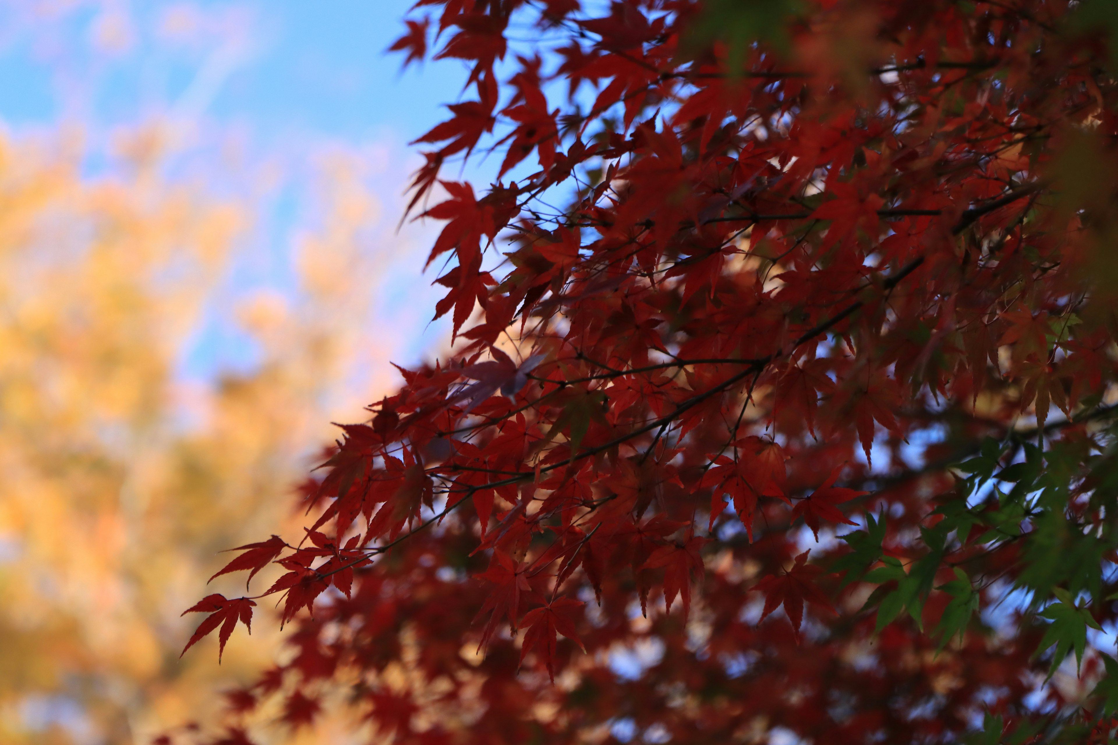 Vibrant red maple leaves against a blue sky