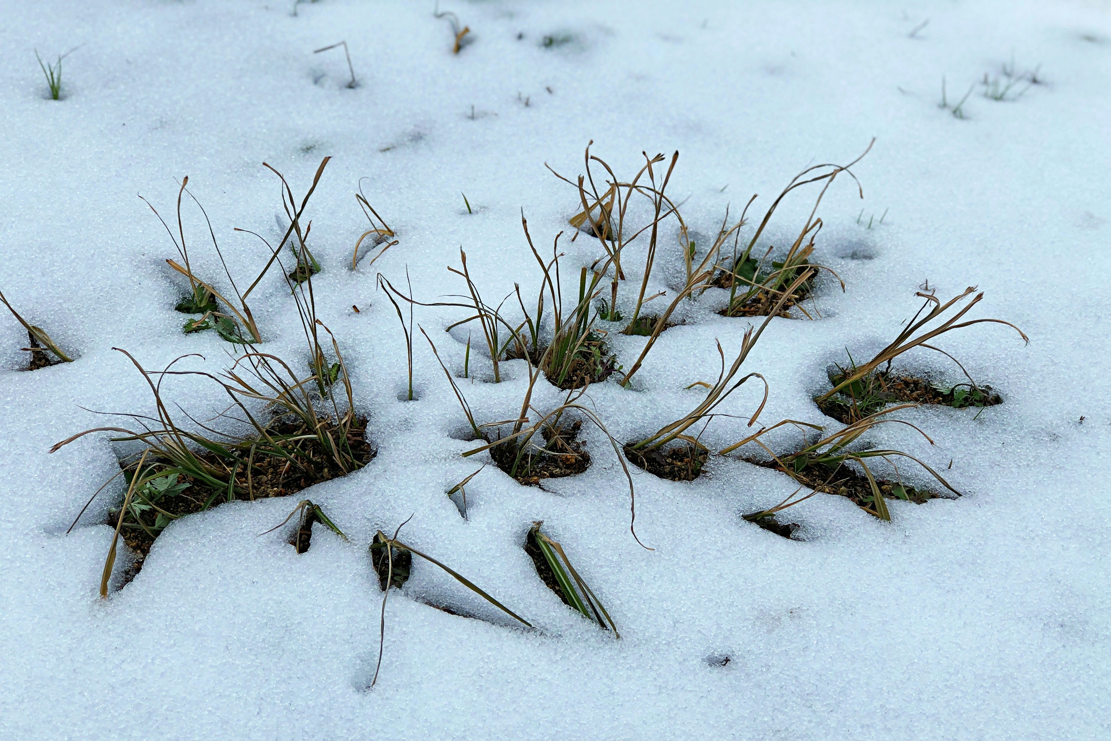 A patch of grass peeking through the snow