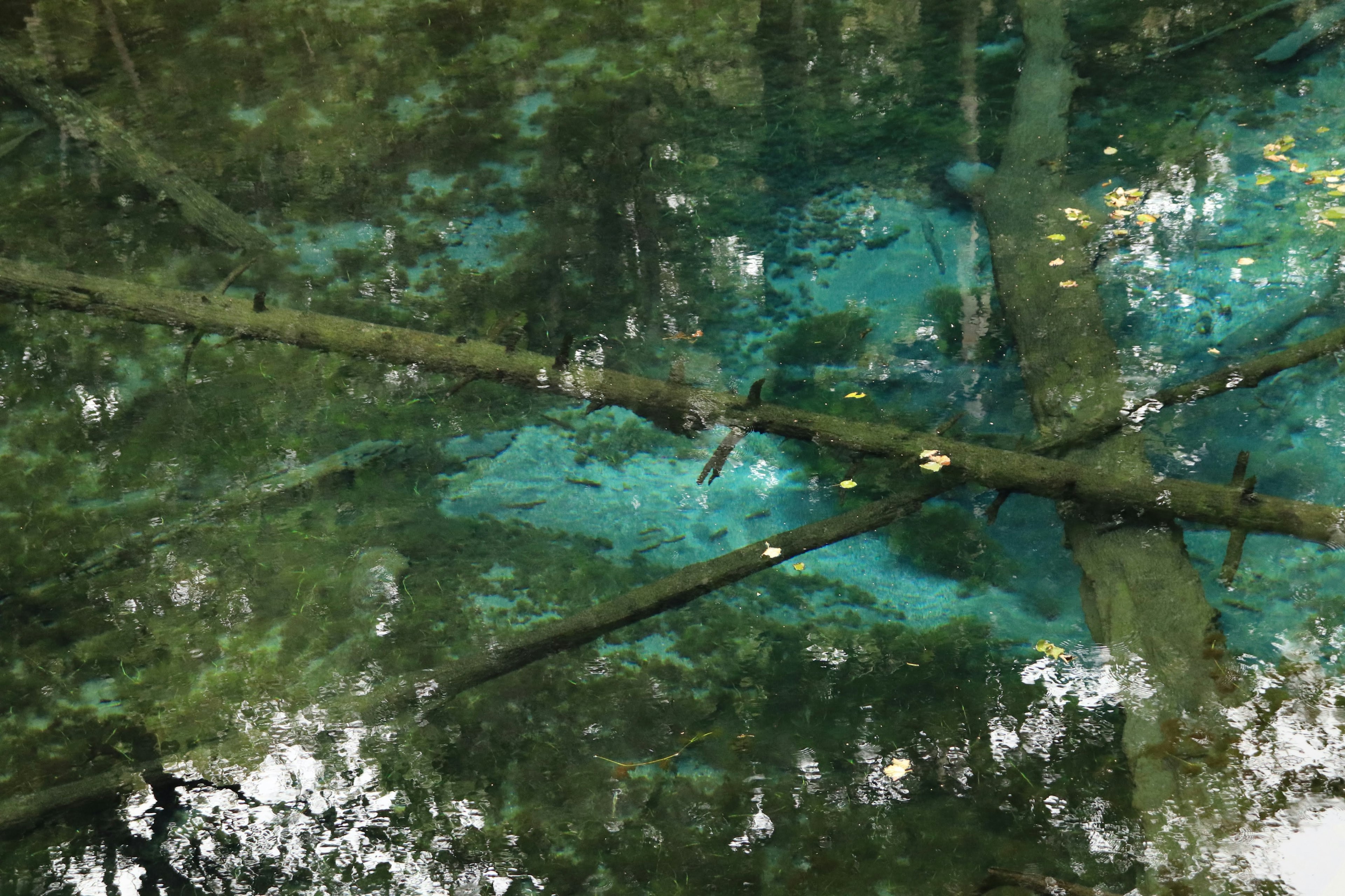 Refleksi cabang pohon di air tenang dengan nuansa biru