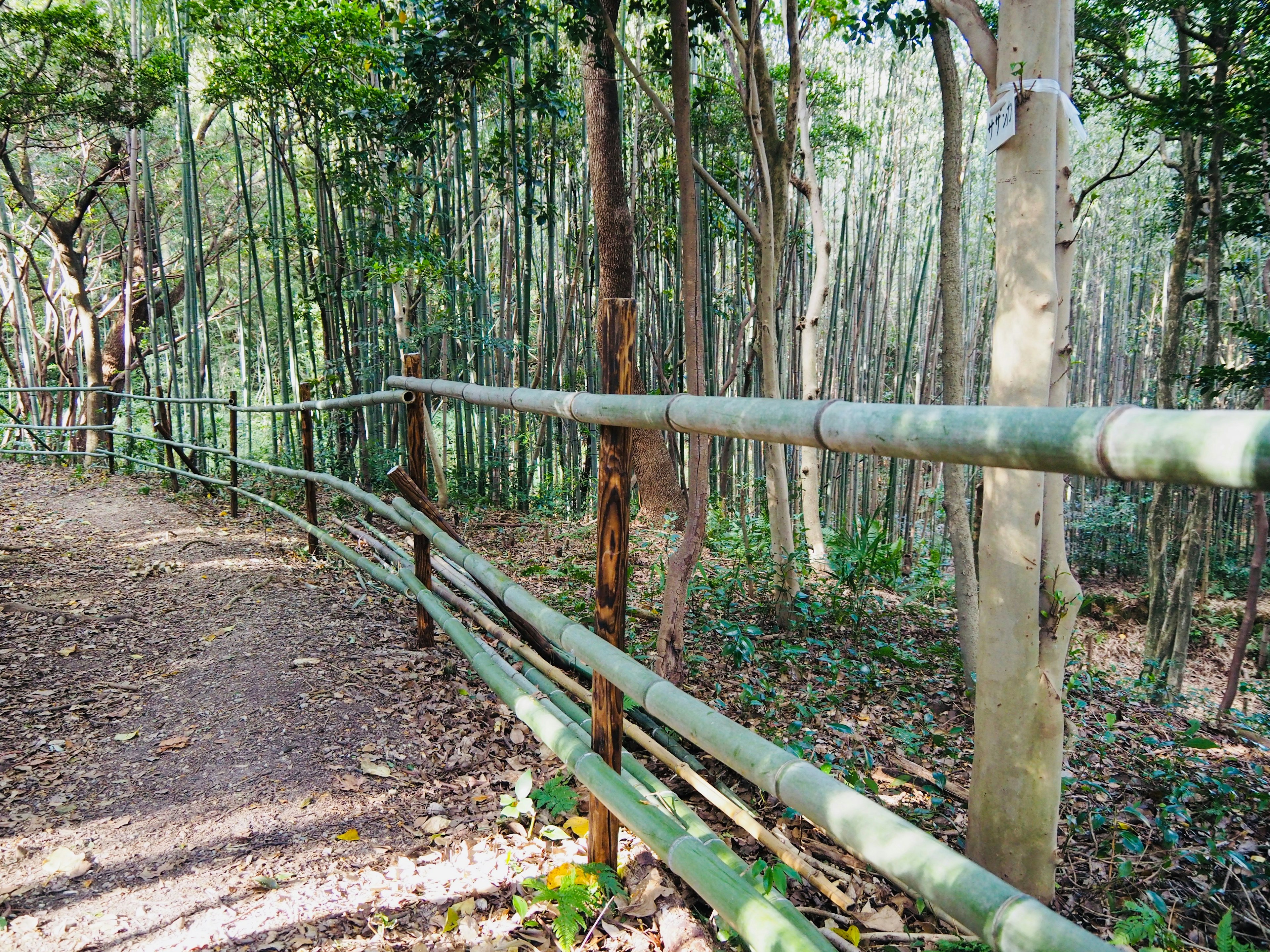 Pathway lined with bamboo fence in a lush forest setting