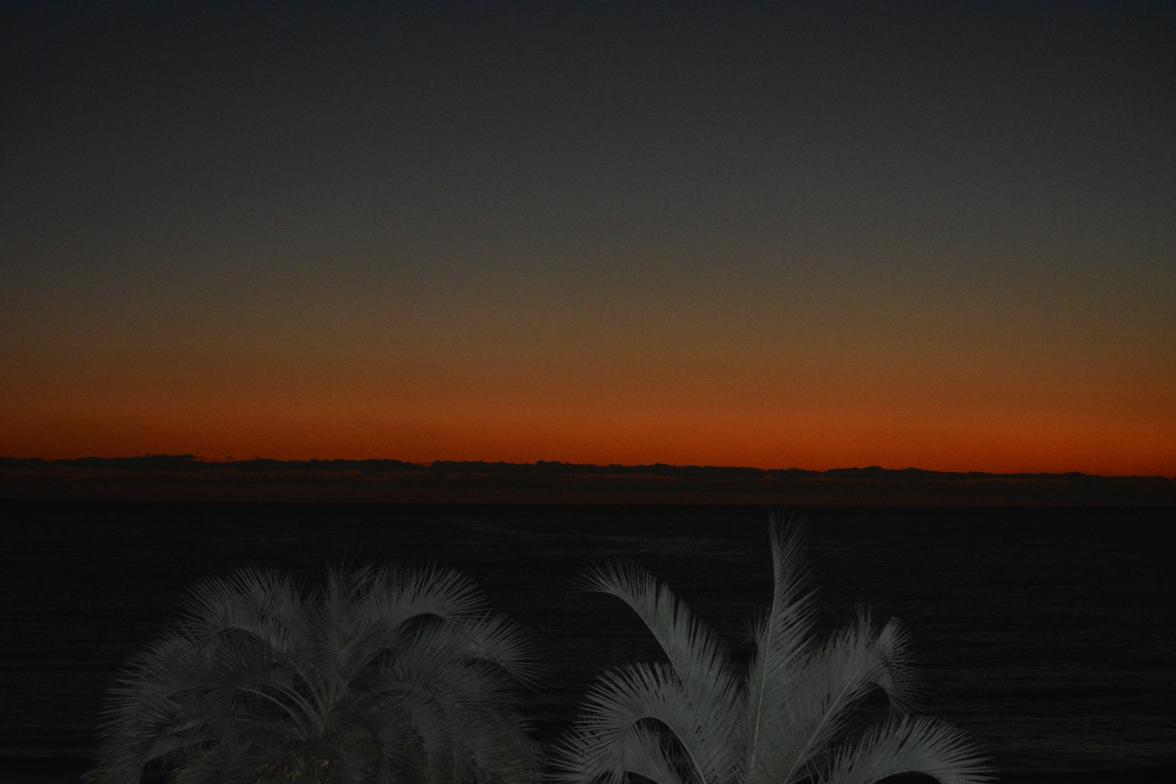 夕焼けの空と海の風景にシルエットの植物