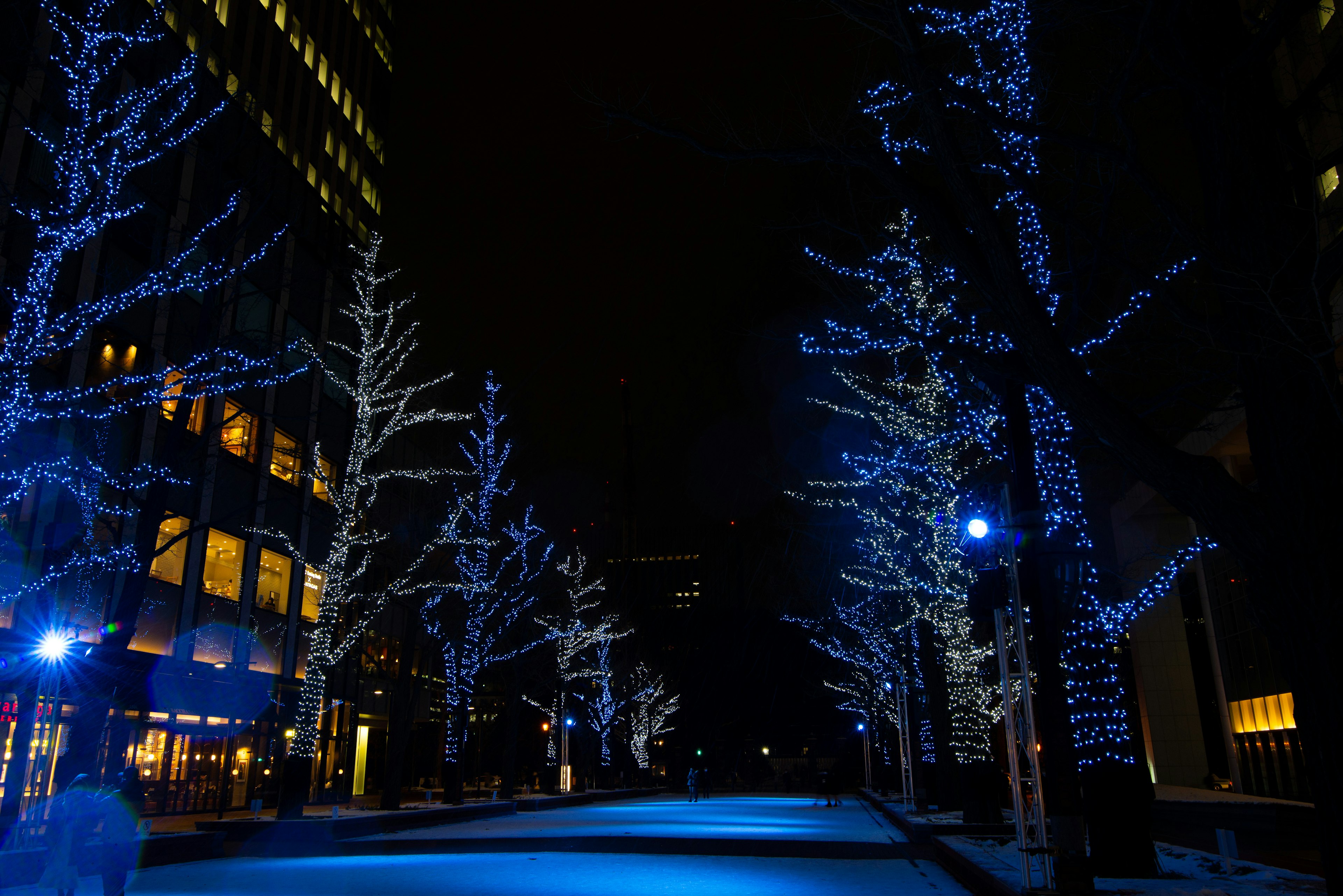 Rue bordée d'arbres illuminés en lumière bleue la nuit