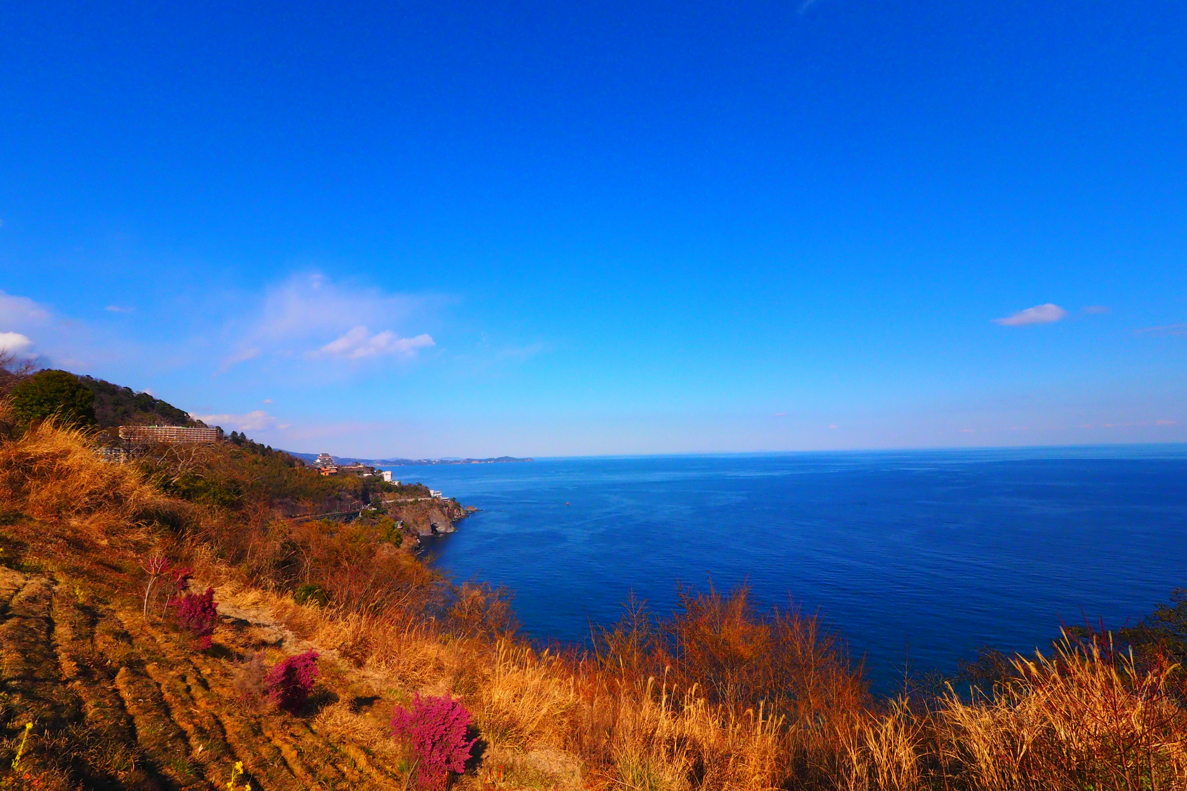 藍色海洋和天空的風景，草地呈棕色，點綴著紫色花朵