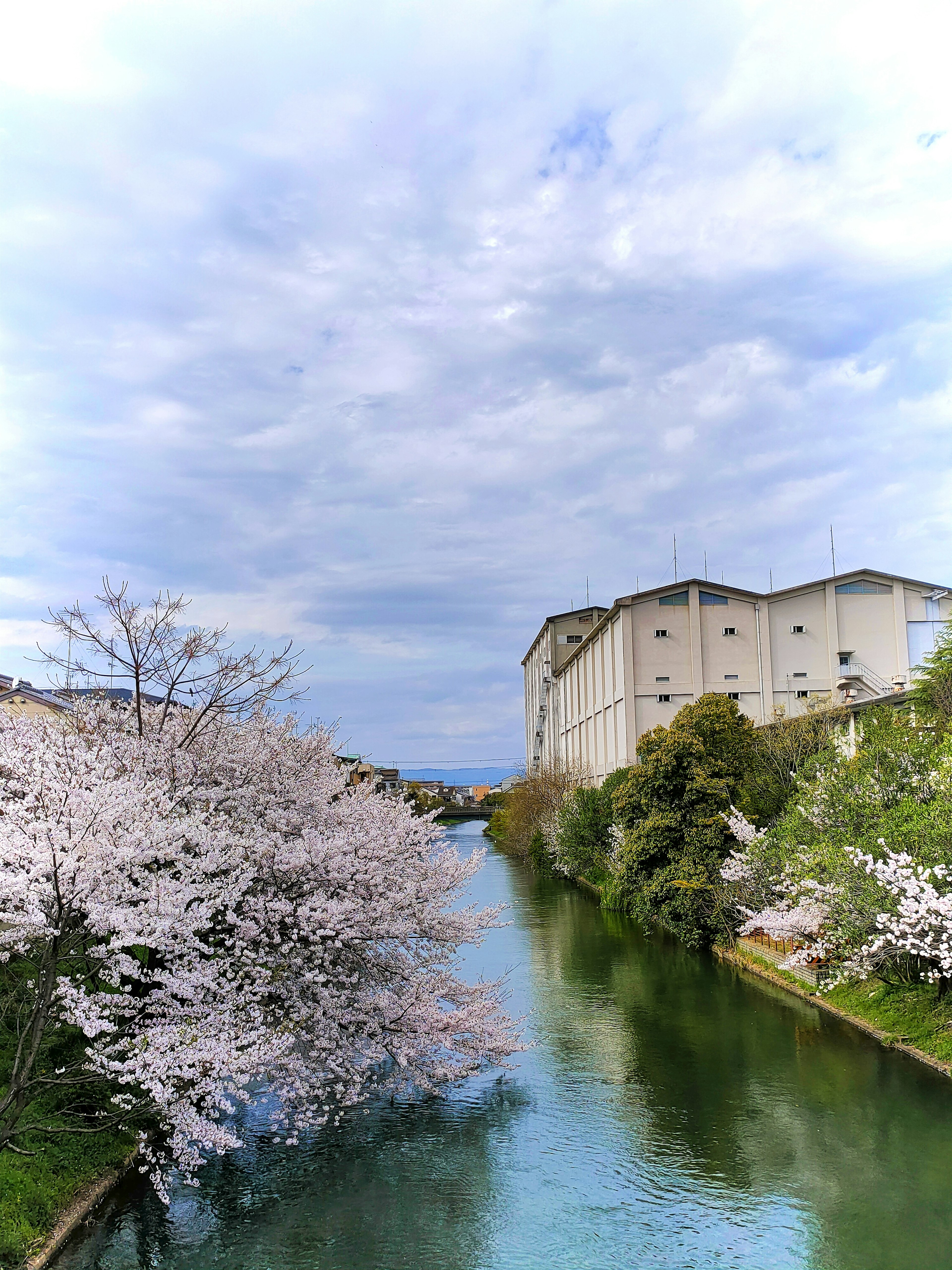 Pemandangan indah dengan pohon sakura dan sungai yang tenang