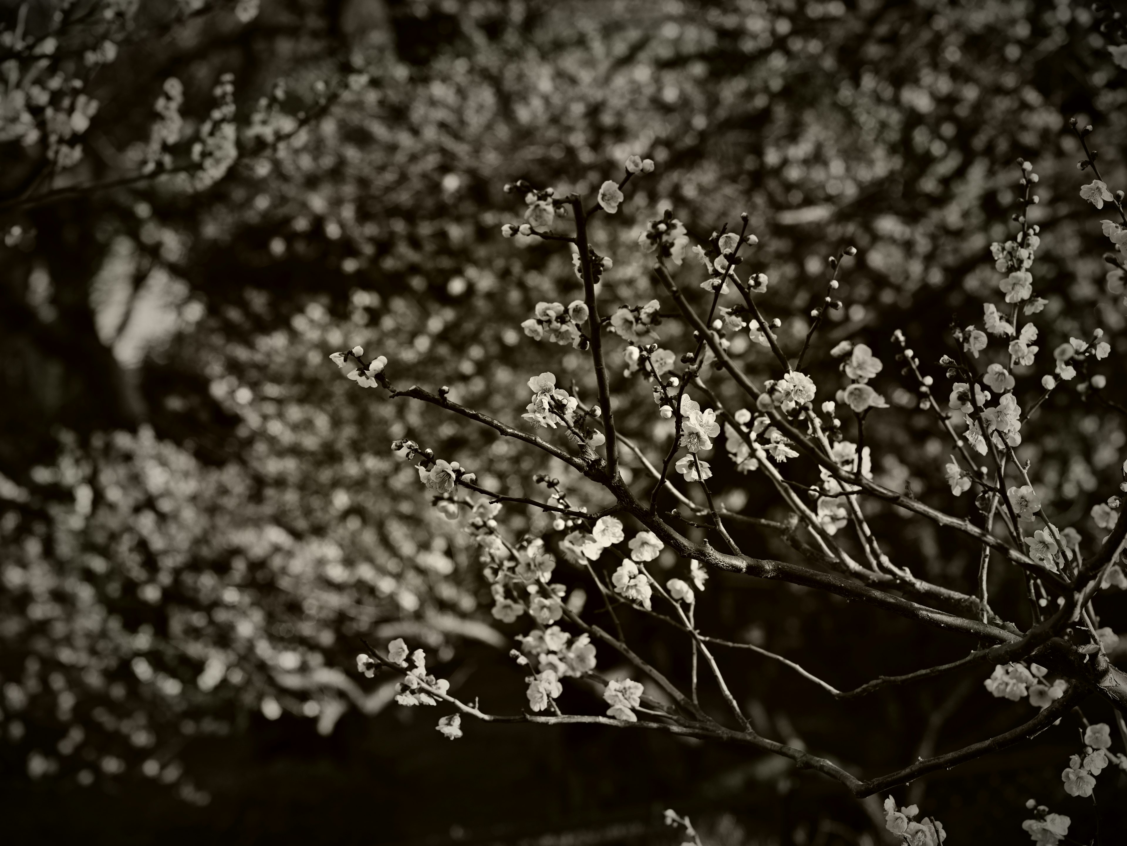 Branches with blooming white flowers against a blurred background