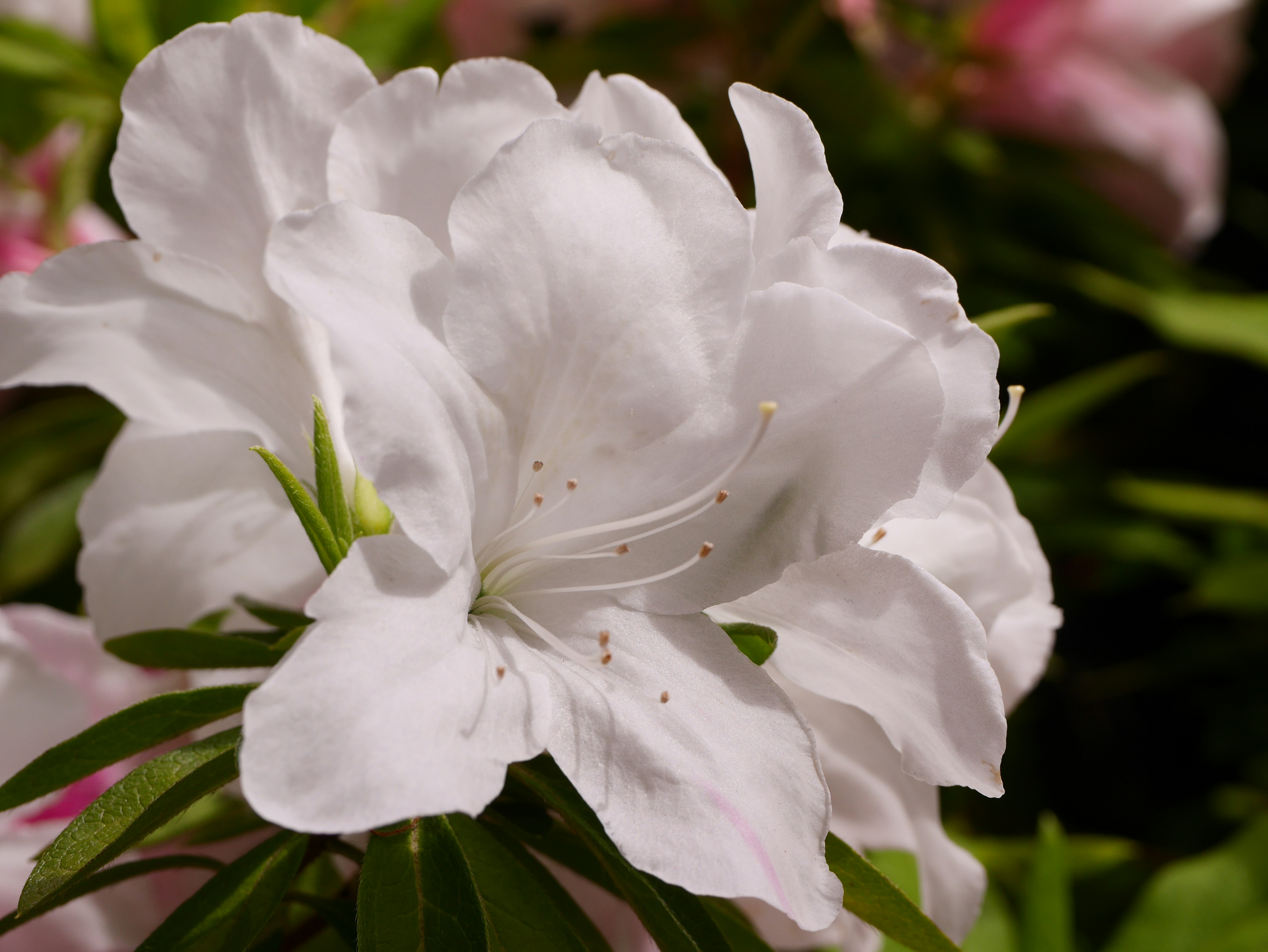 Close-up of a blooming white azalea flower