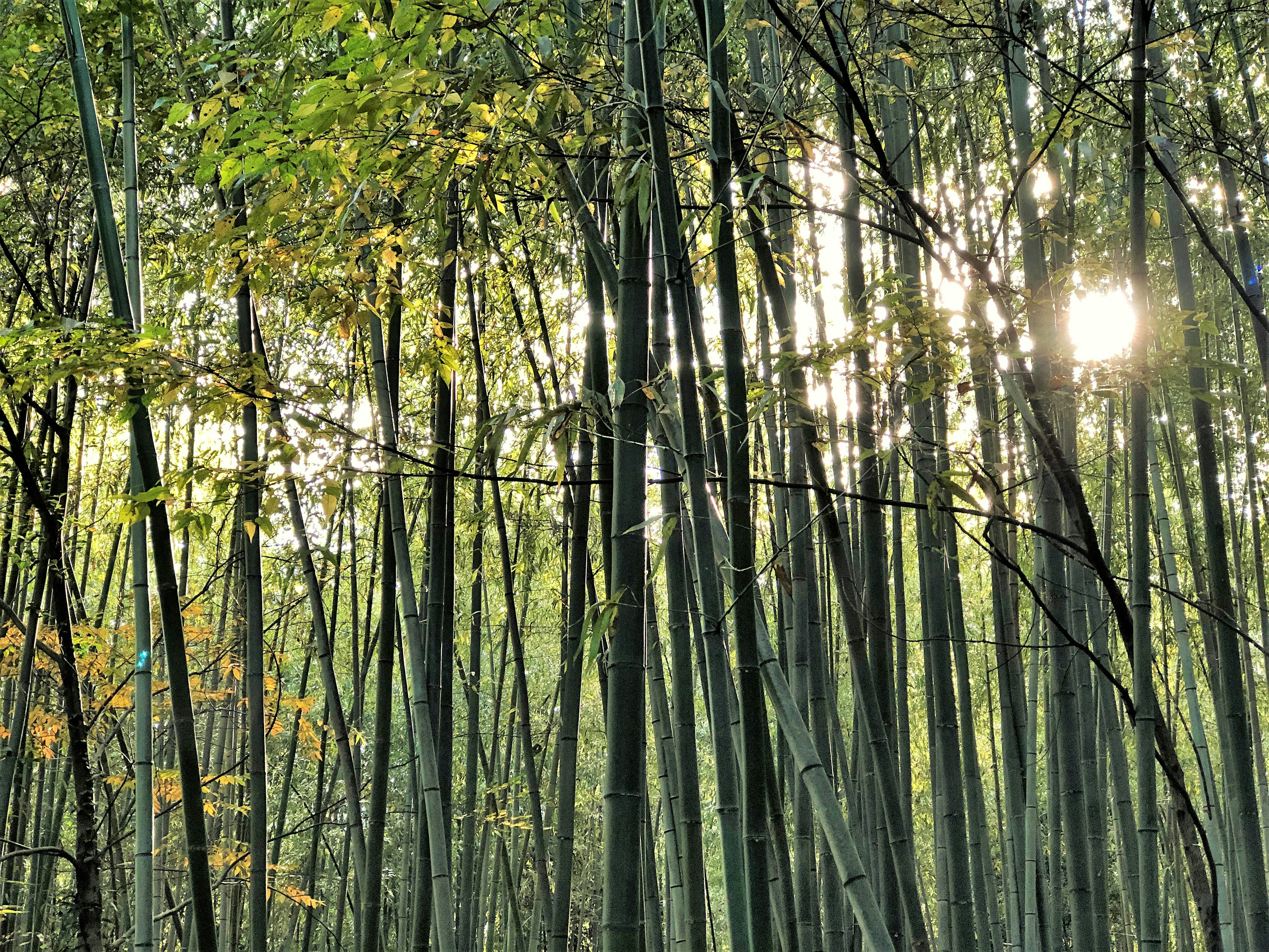 Lumière du soleil filtrant à travers une forêt de bambous