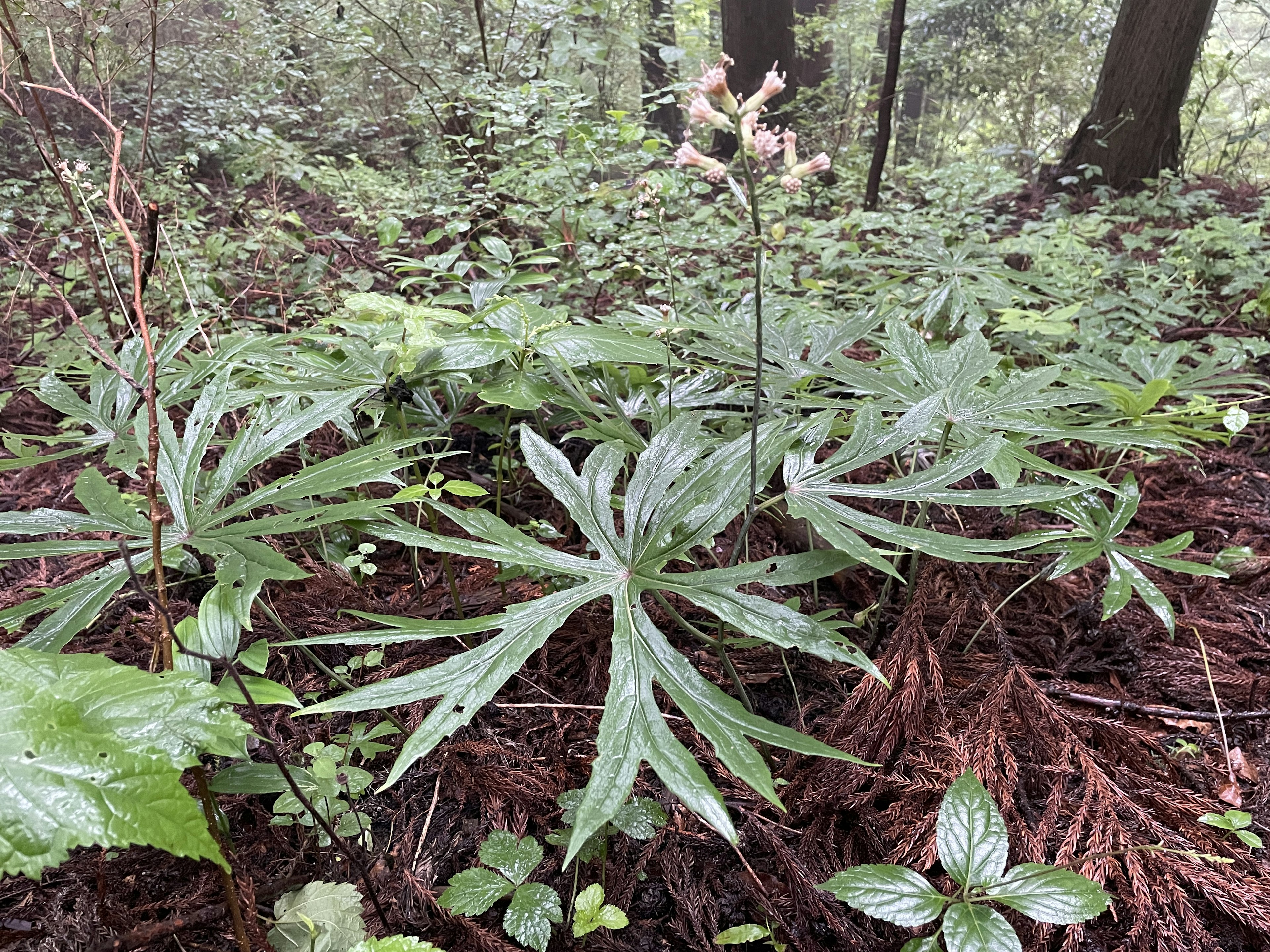 森林の中に生える湿った緑の植物とその特徴的な葉