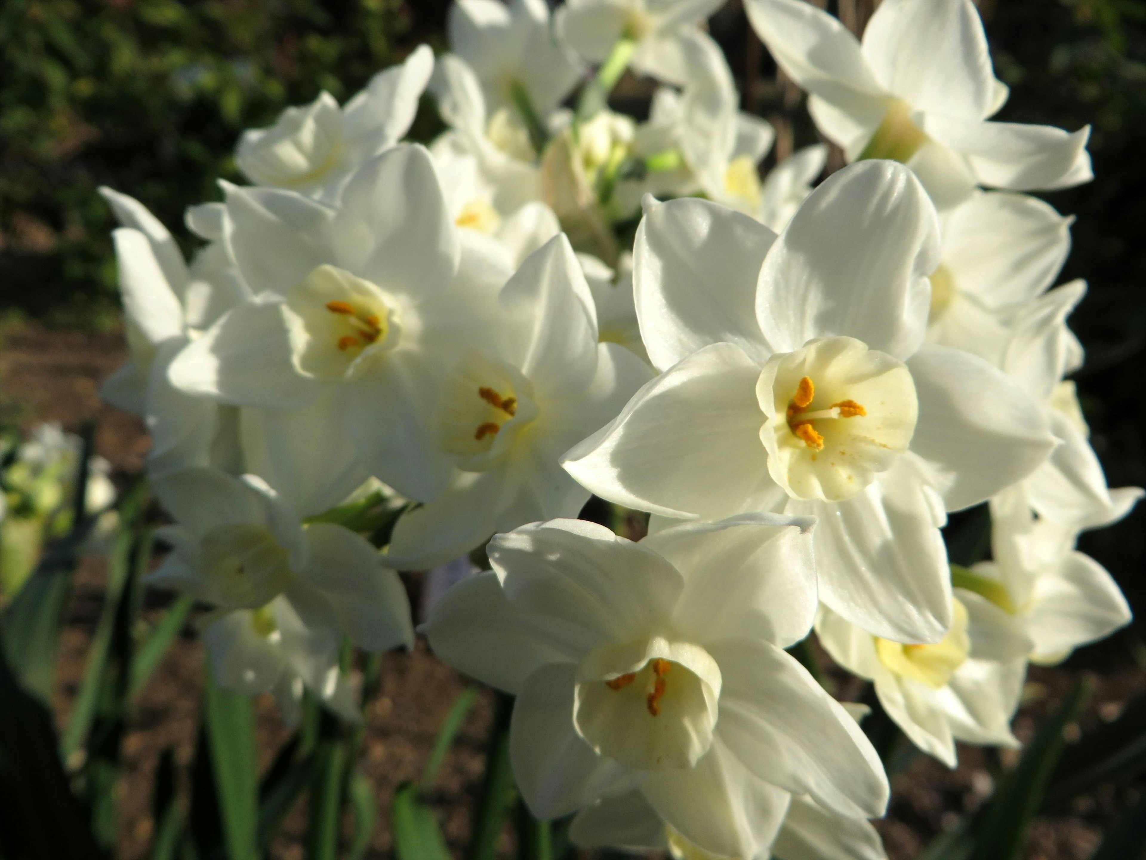 Gros plan de fleurs de jonquille blanches avec des étamines orange